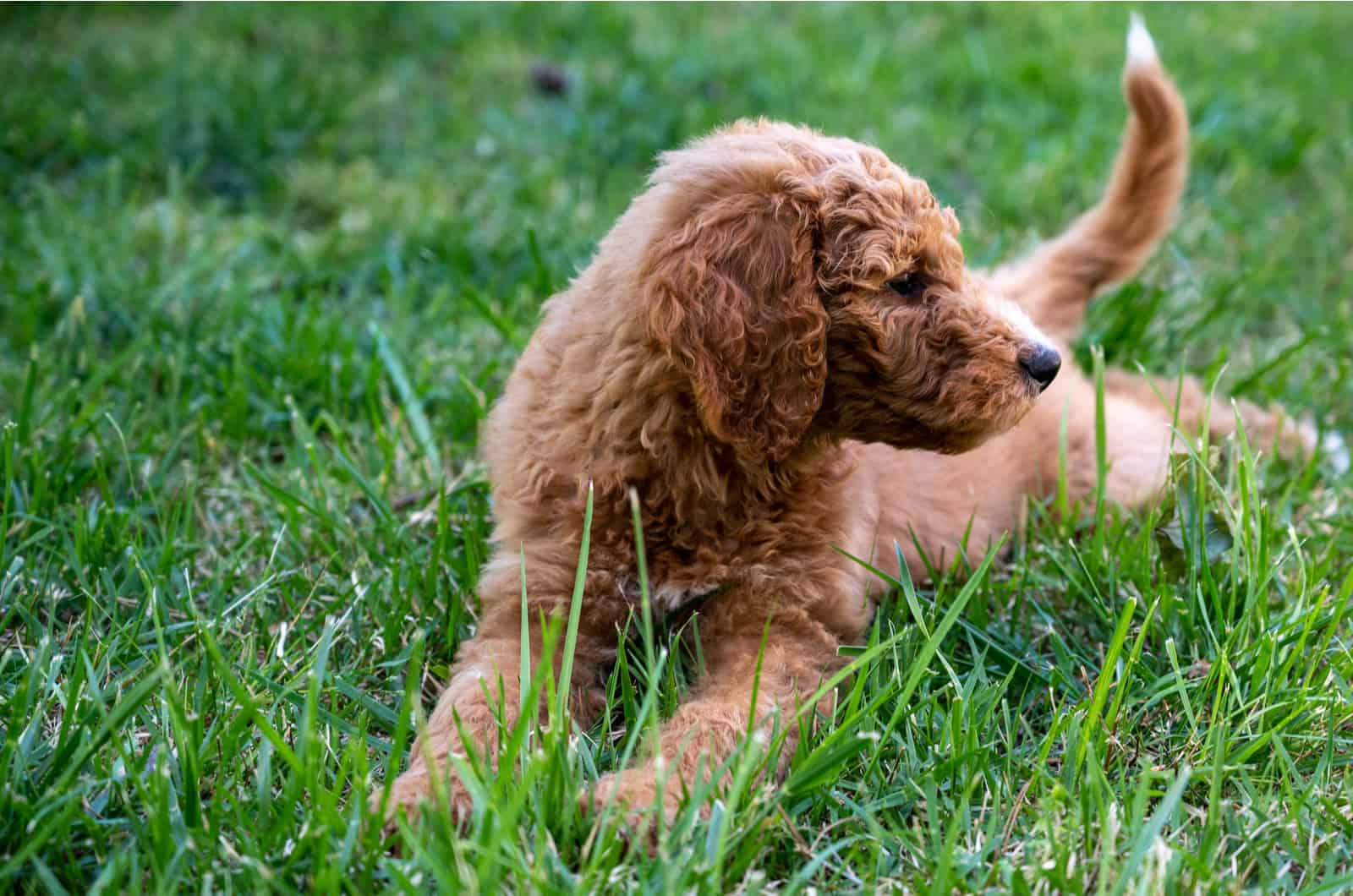 A goldendoodle puppy is lying on the grass and looking away