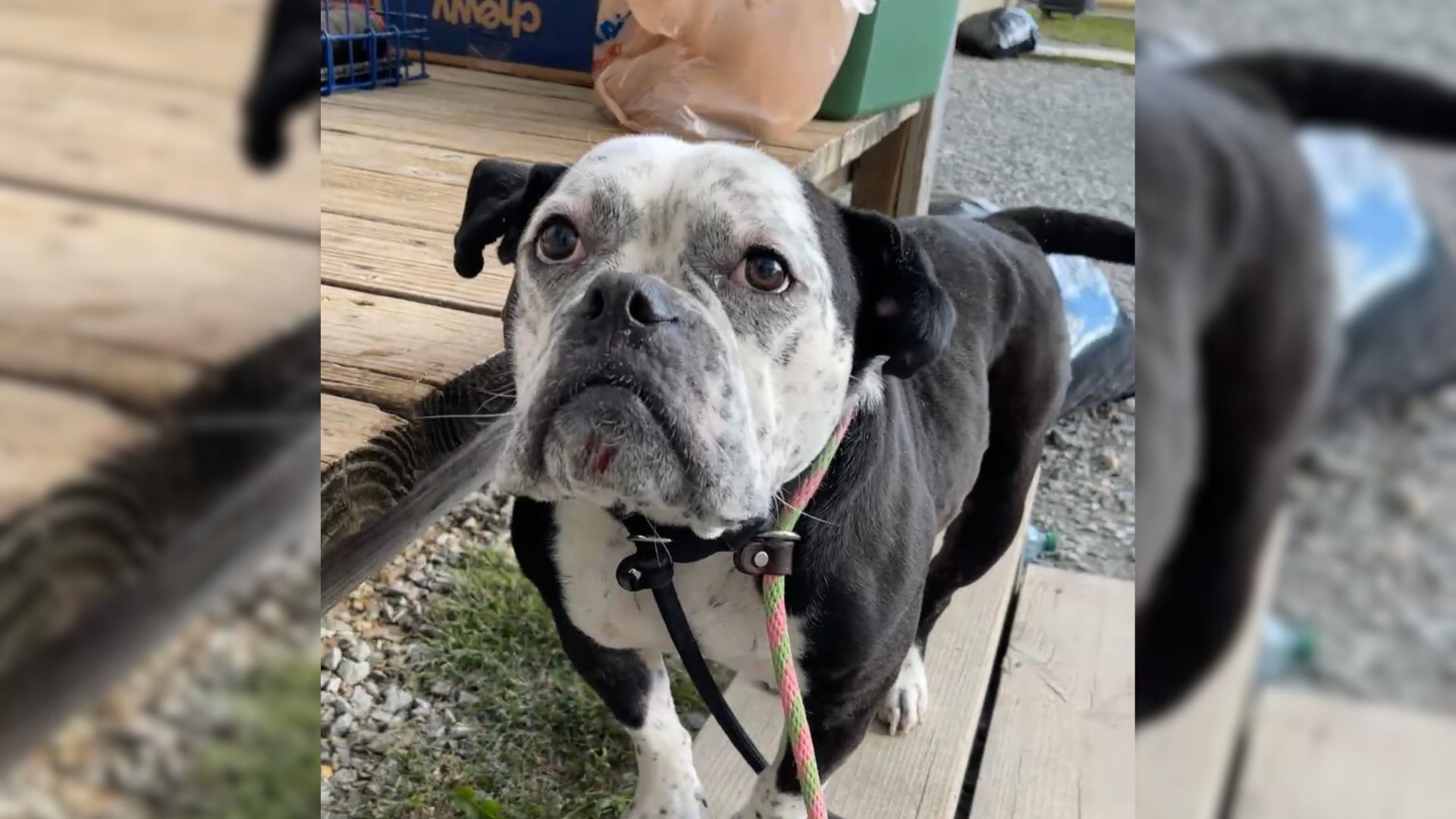 Pennsylvania Shelter Helps Grumpy Dog Transform Into The Sweetest Lovebug