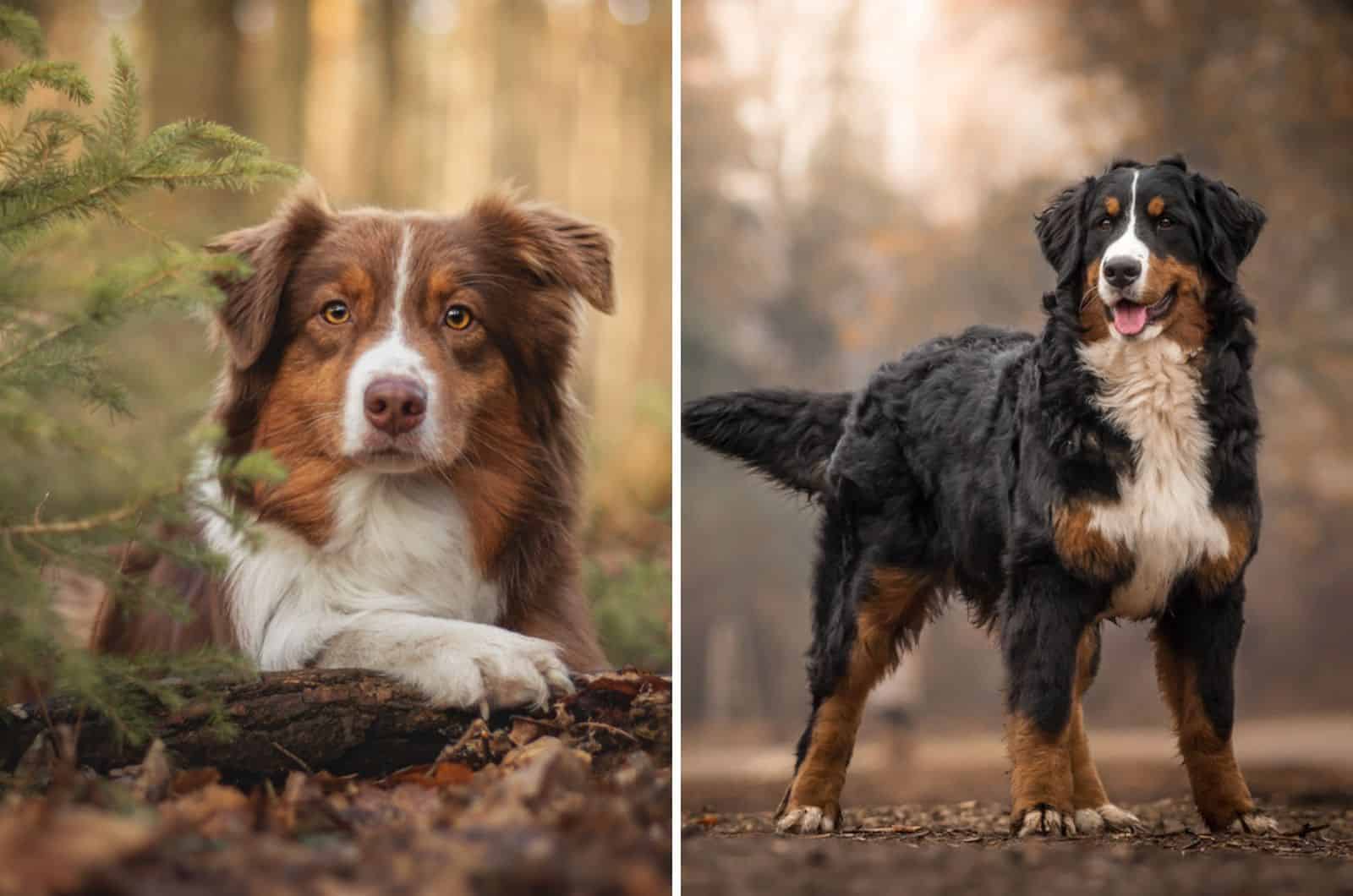 A Guide On The Australian Shepherd Bernese Mountain Dog Mix