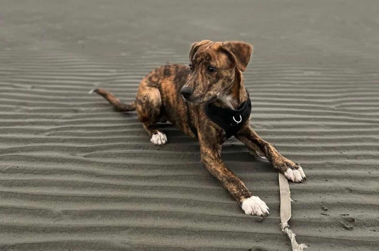 A Guide To The Unique Plott Hound Pitbull Mix