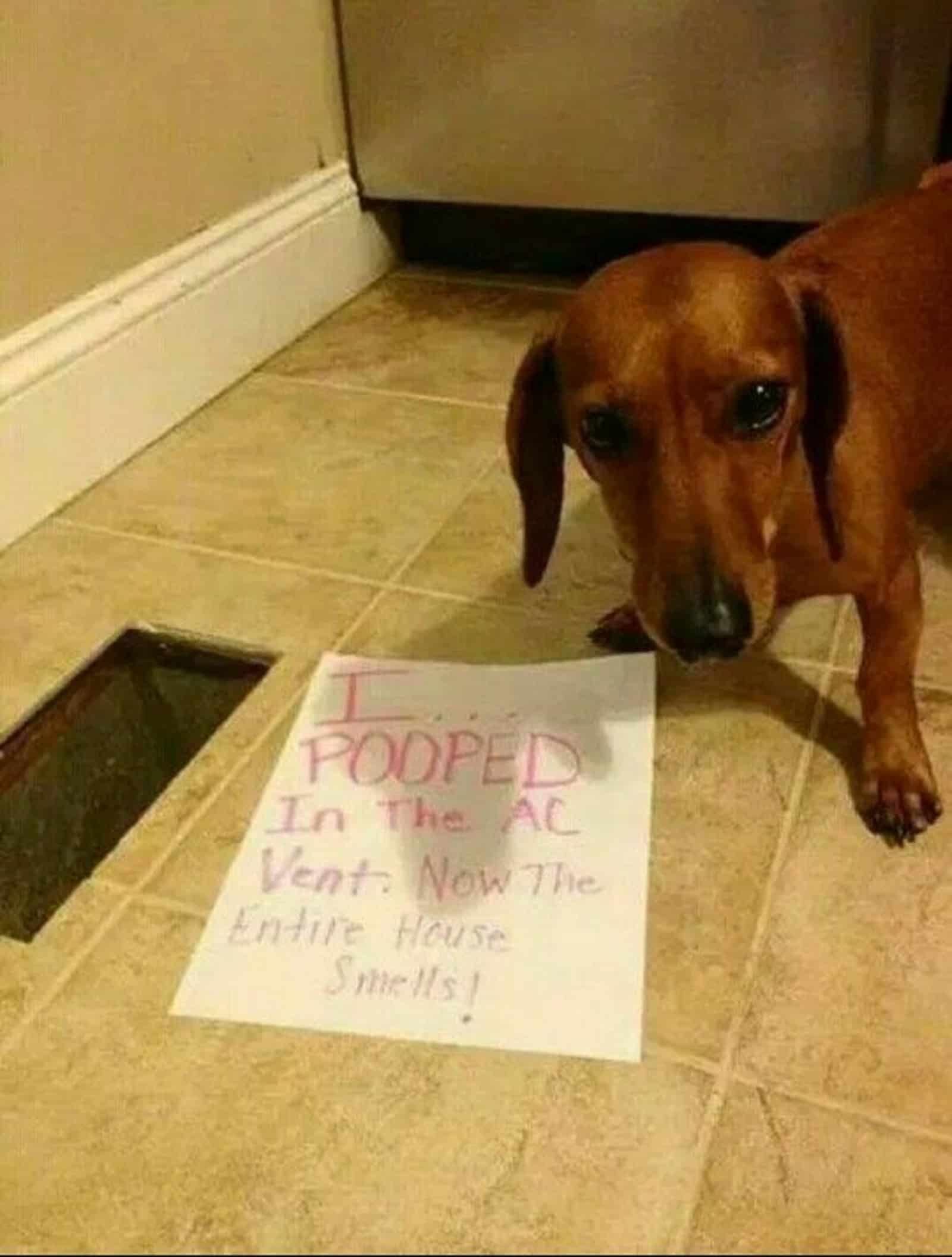 a guilty dachshund dog standing beside ac vent