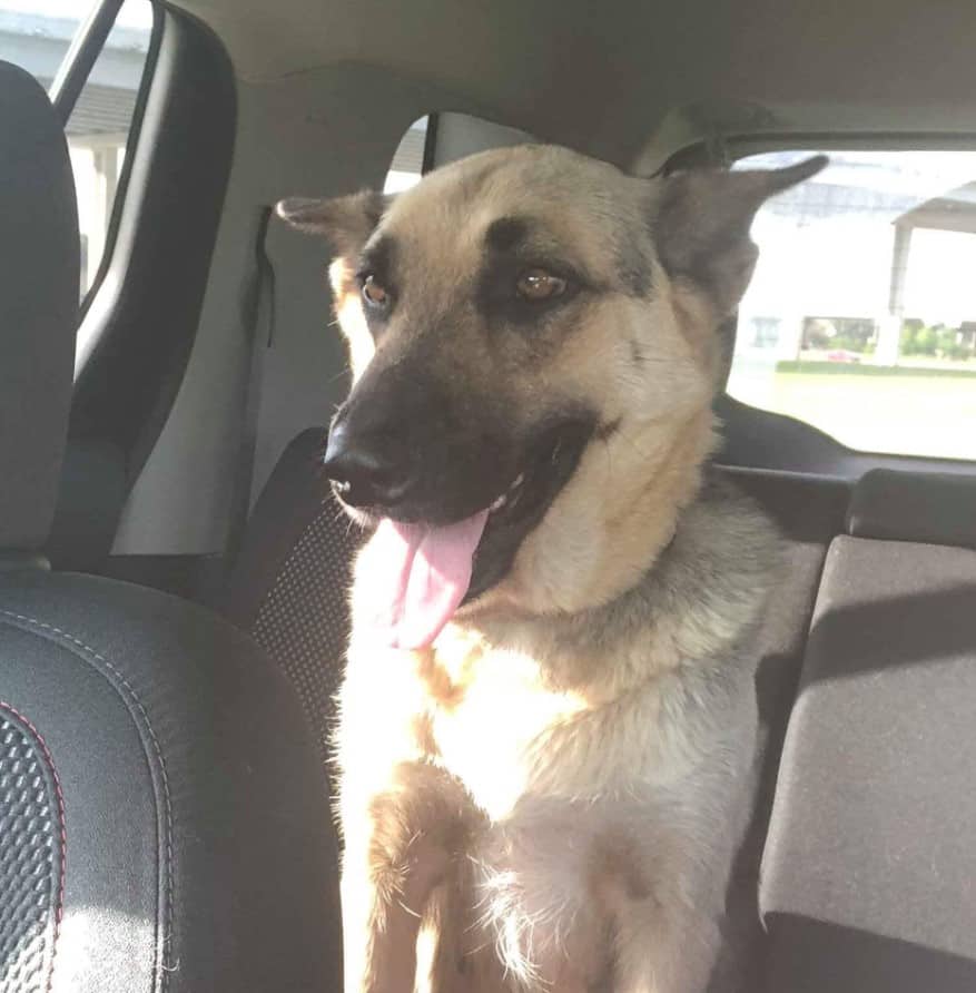 a happy dog enjoys a car ride