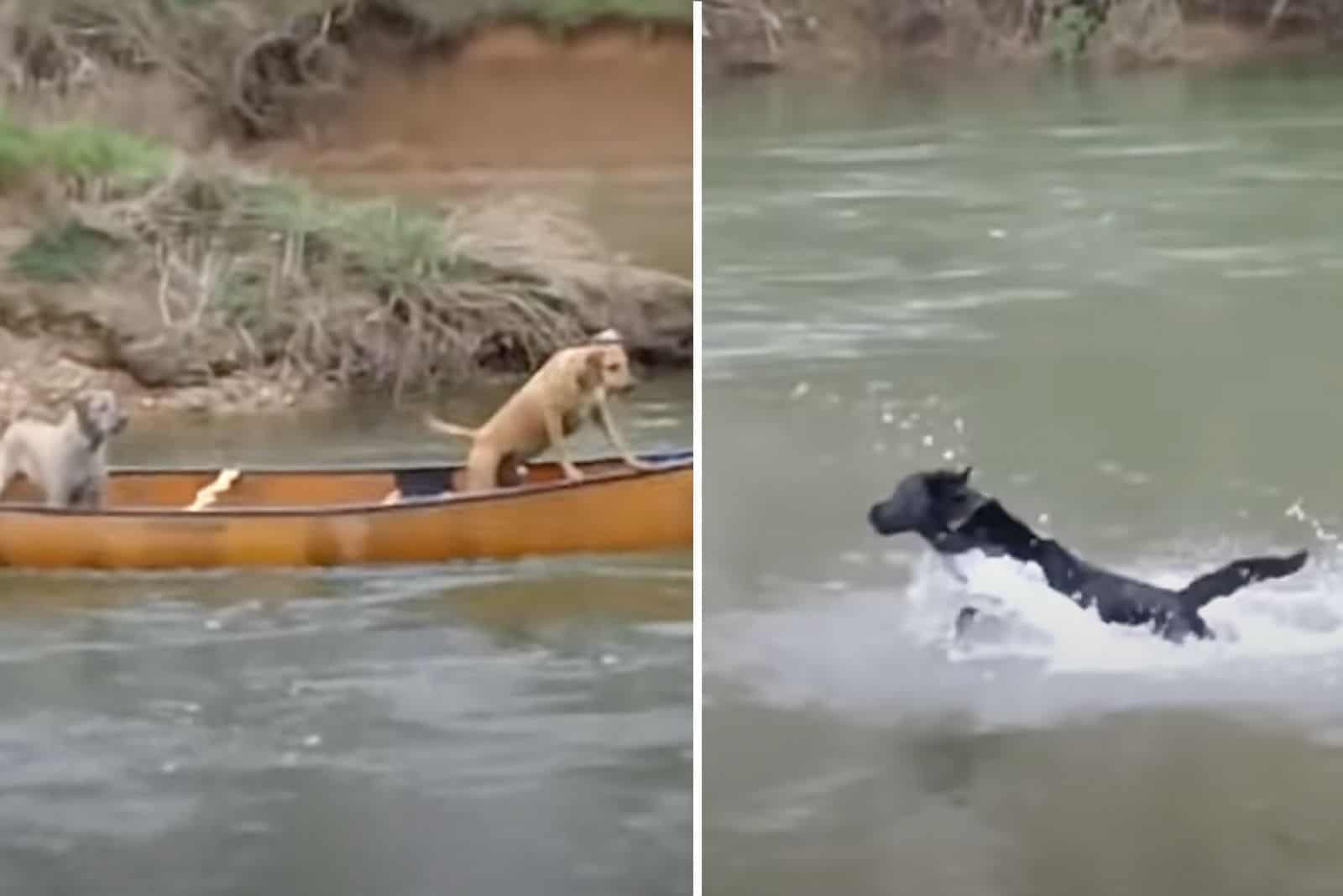 A Hero In Disguise: Dog Jumps In The River To Save His Buddies From Drifting Away