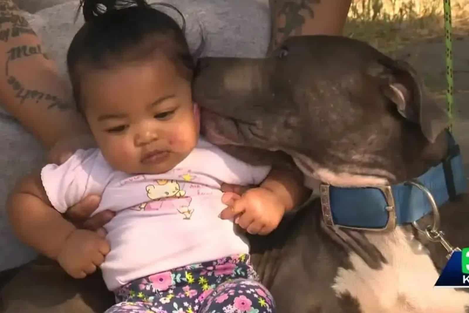 Hero Pitbull Gets Praised For Saving Baby From A Fire