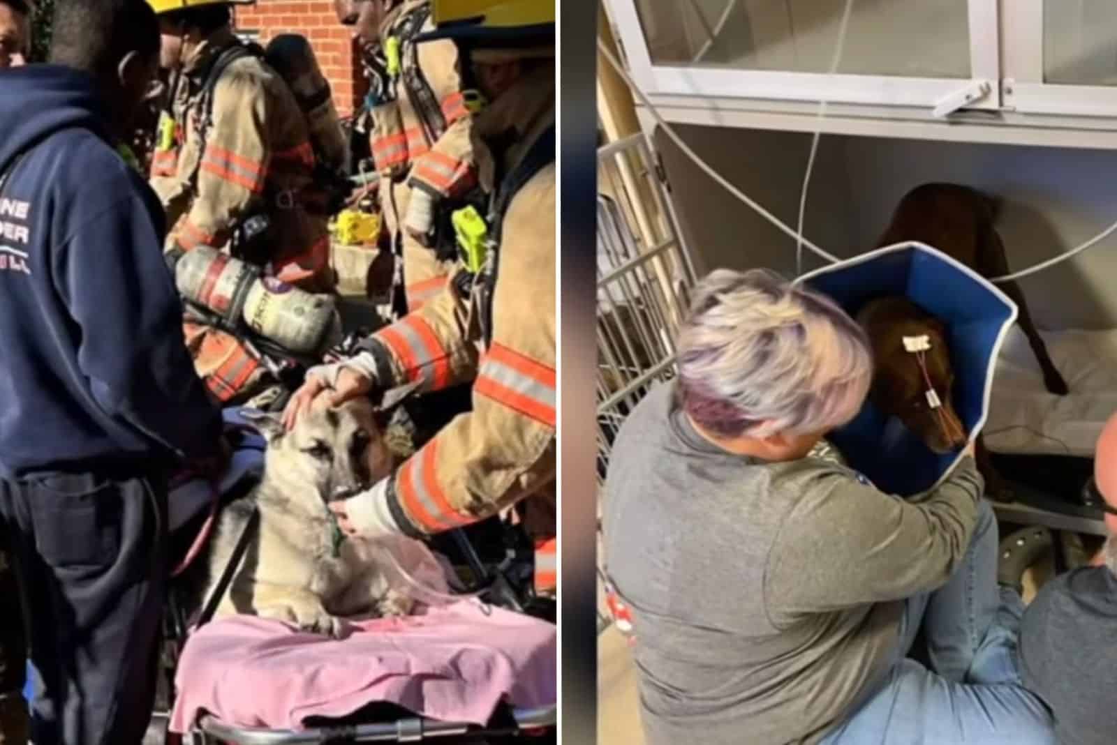 Giant-Hearted Postal Worker Rescues Two Canines From A House Fire