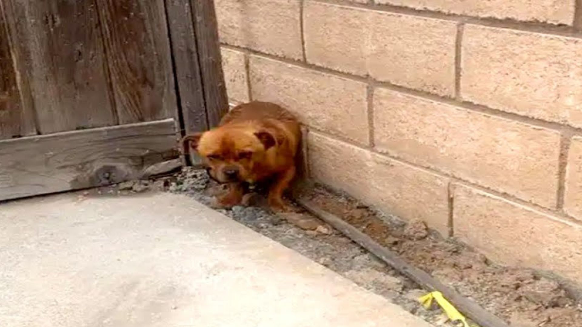 A Homeless Dog Who Didn’t Trust Anyone Has The Sweetest Transformation