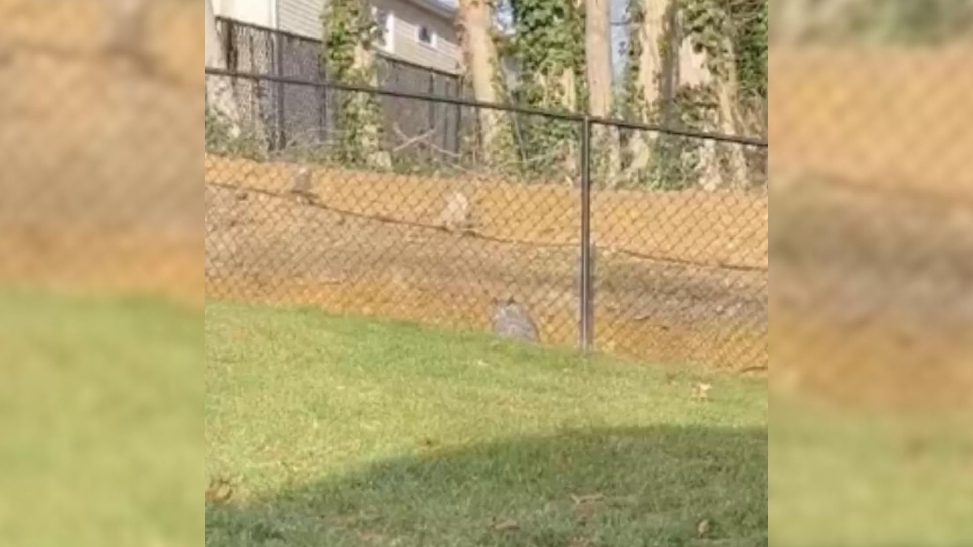 Man Realized A Strange Animal Was Resting Near His Fence And Then He Realized What It Was