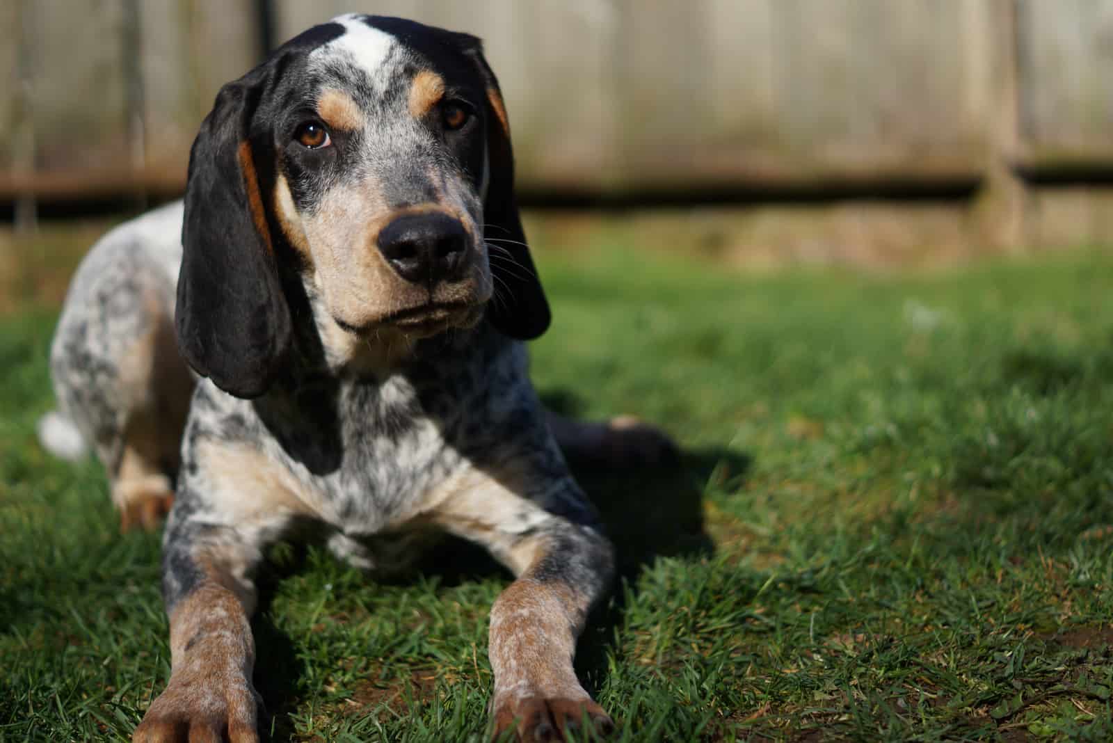 a hunting dog is sitting on the grass