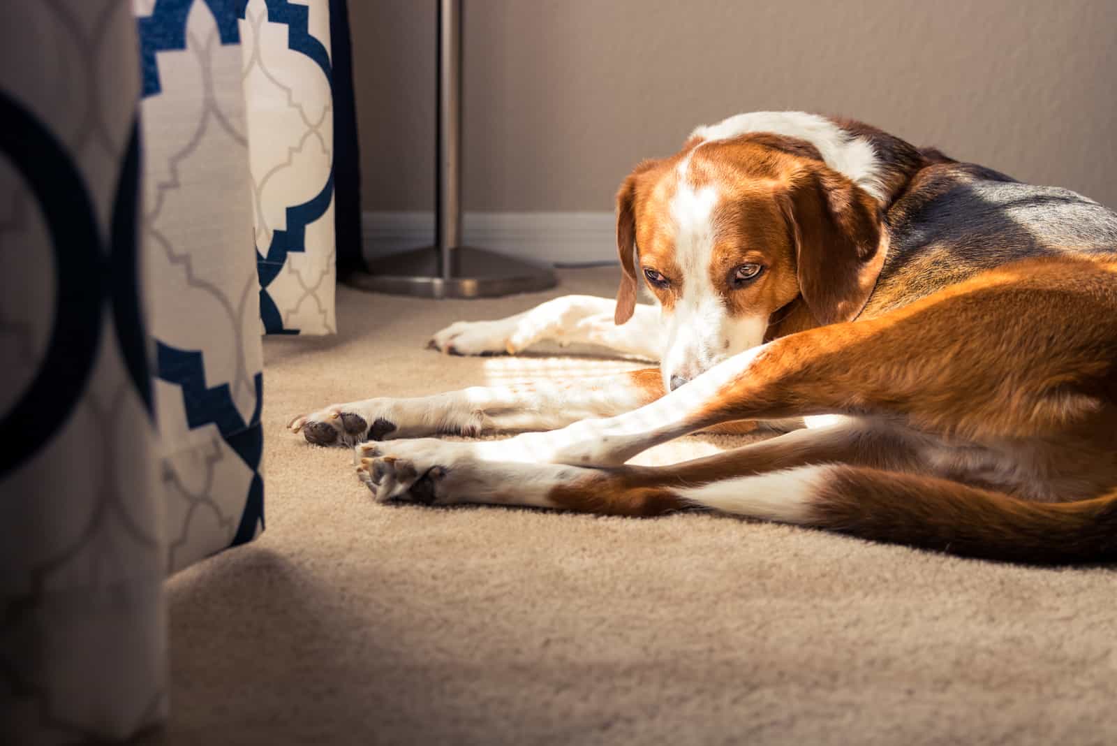 a hunting dog lies on the floor