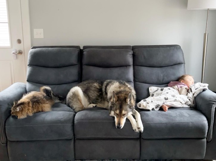 a husky child and a cat are lying on the couch