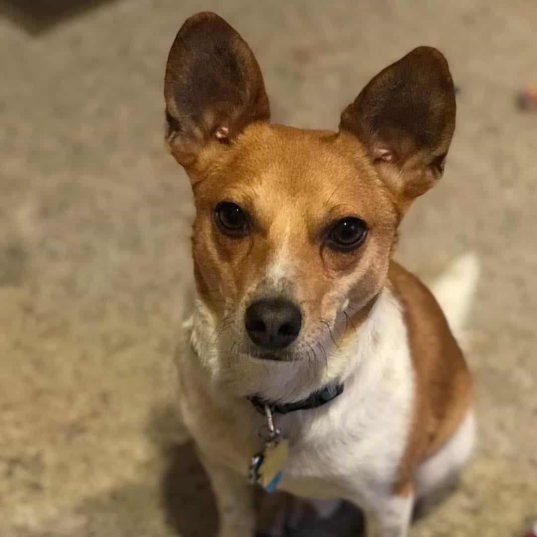 A Jack Russell Basenji Mix is sitting and looking at the camera