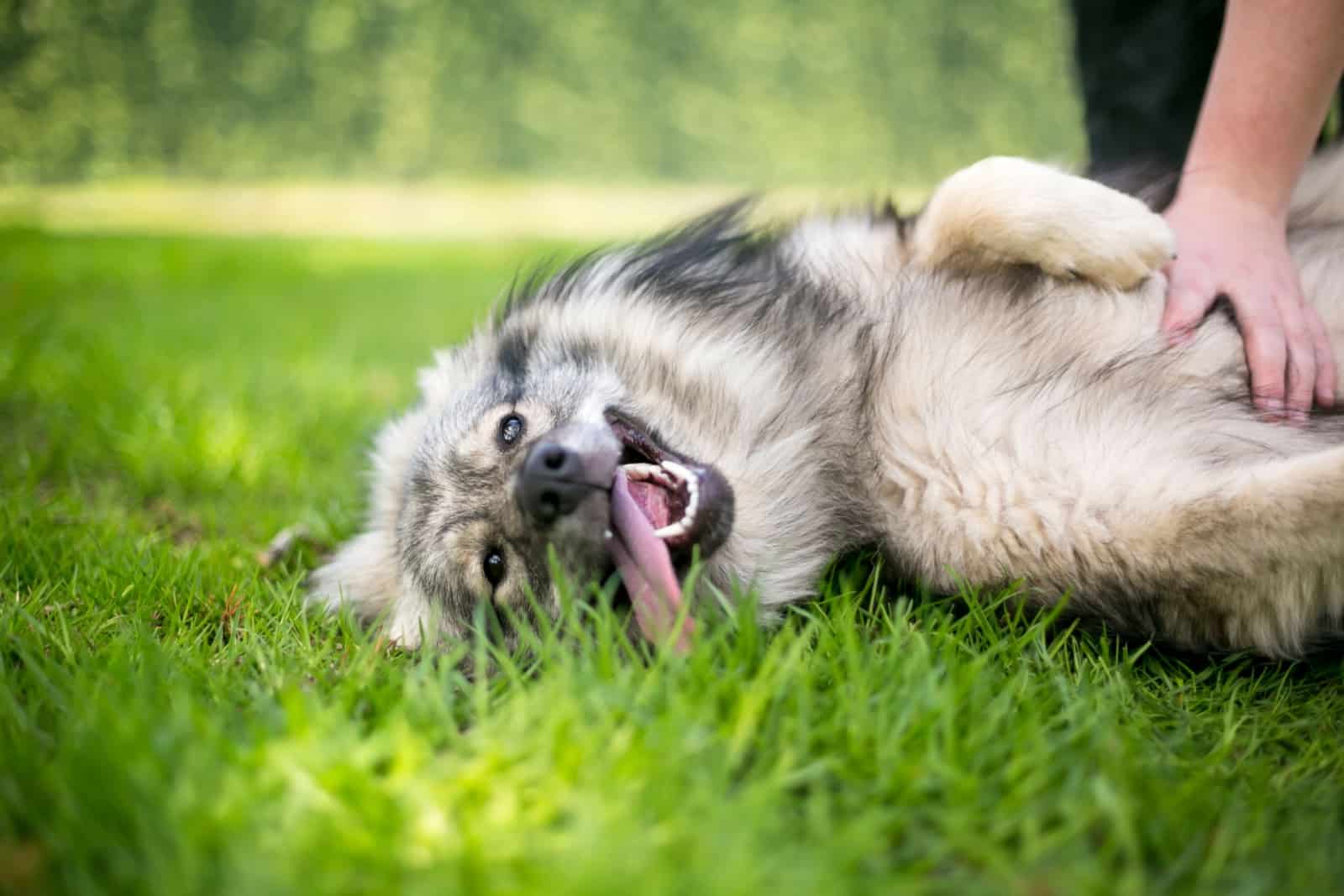 A Keeshond dog lying in the grass receiving a belly rub