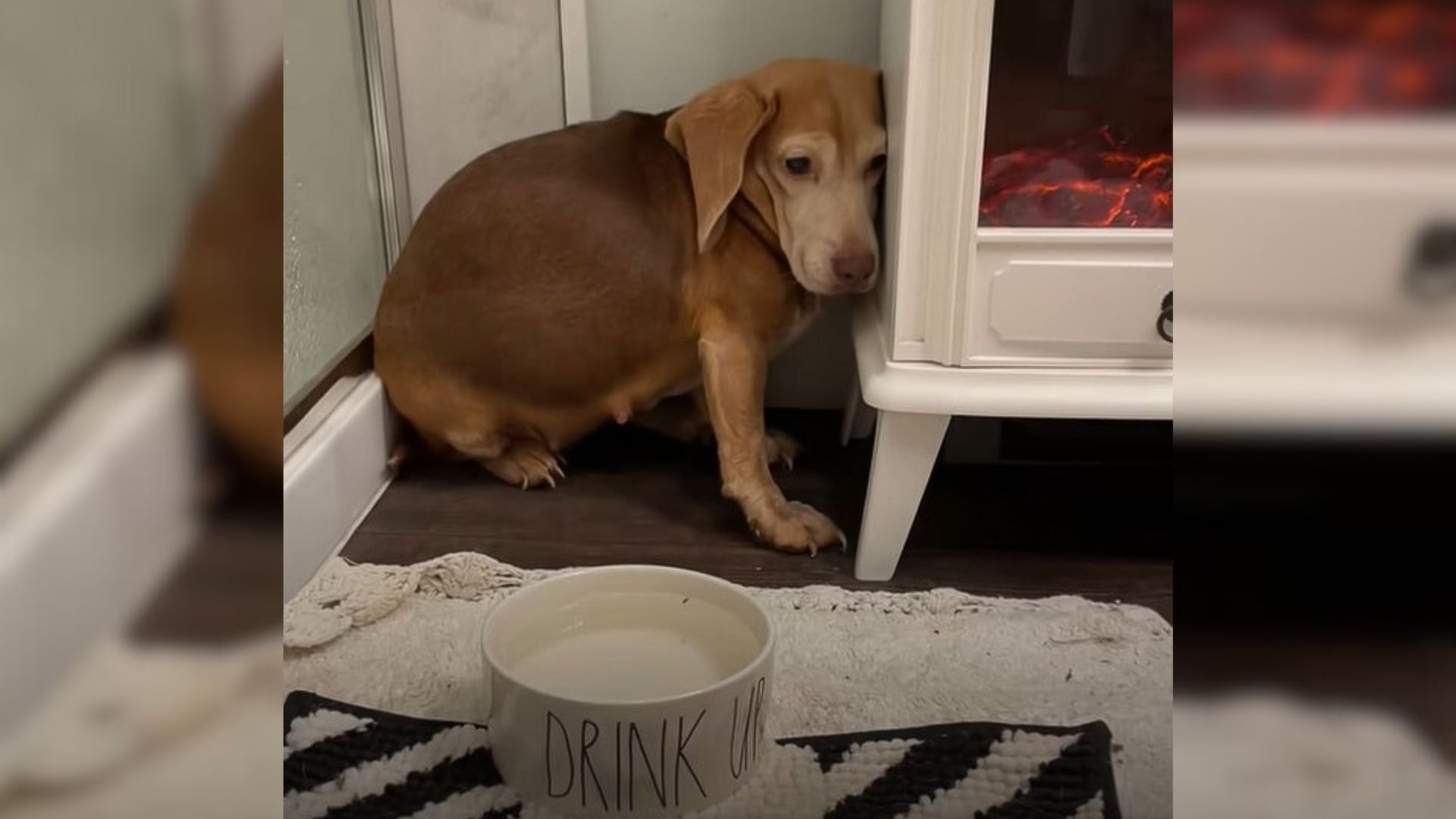 Senior Beagle Was Living In The Middle Of Nowhere Before A Couple Came And Rescued Her