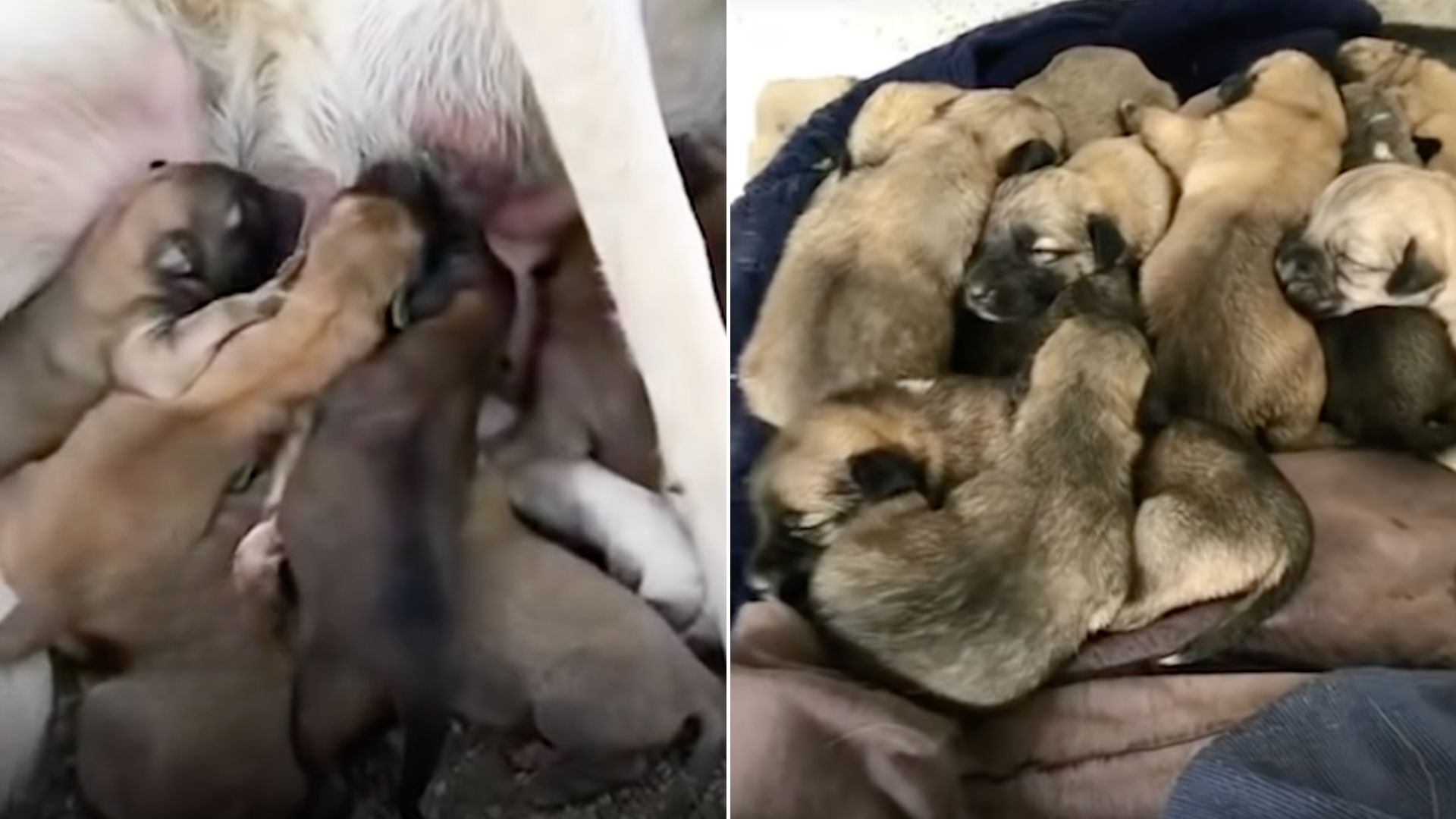 The Kindest Momma Dog With A Large Litter Embraces 8 More Orphaned Pups Into Her Family