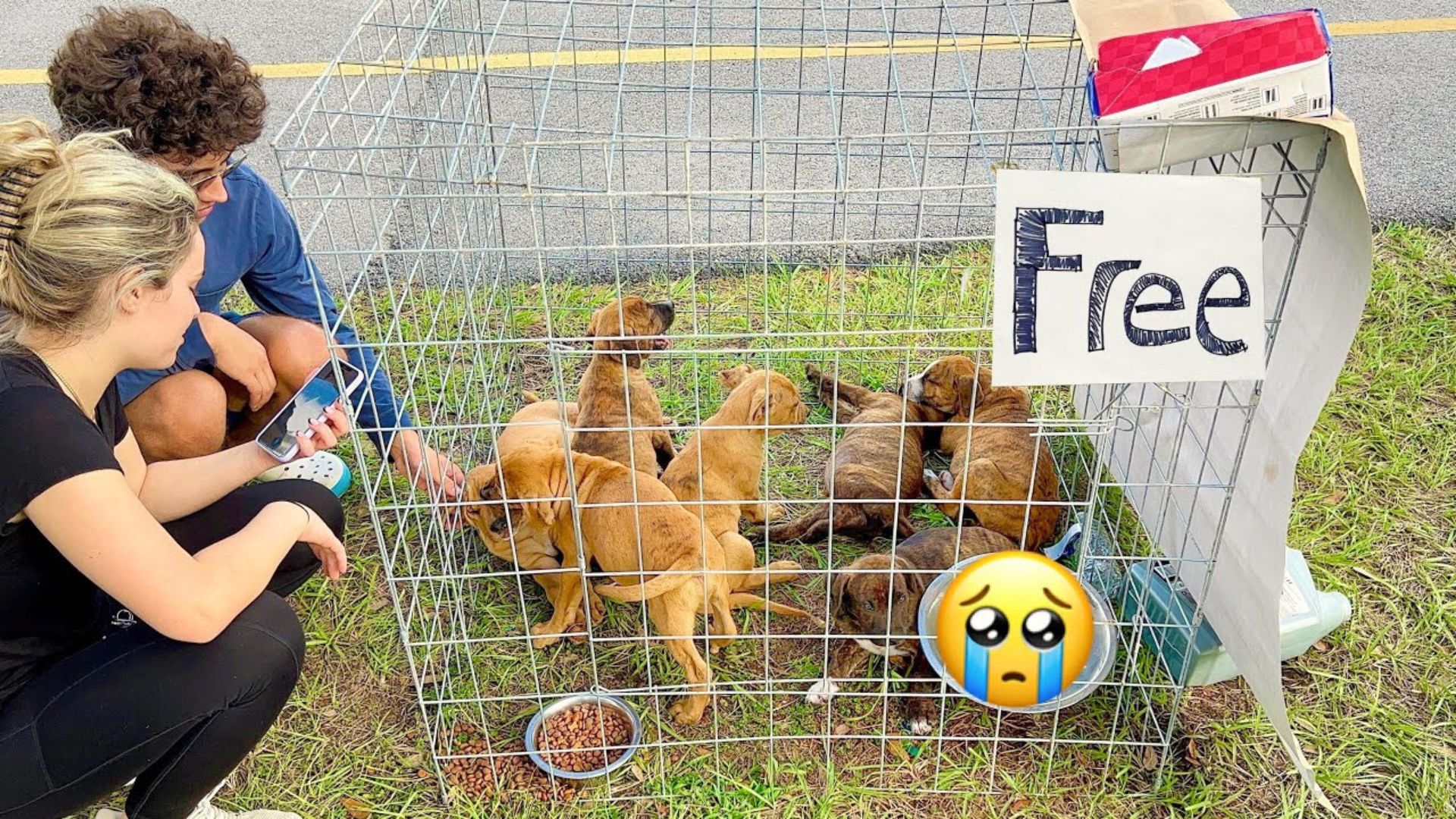 Man Shocked To Discover An Abandoned Kennel Filled With Tiny Surprises In A Parking Lot