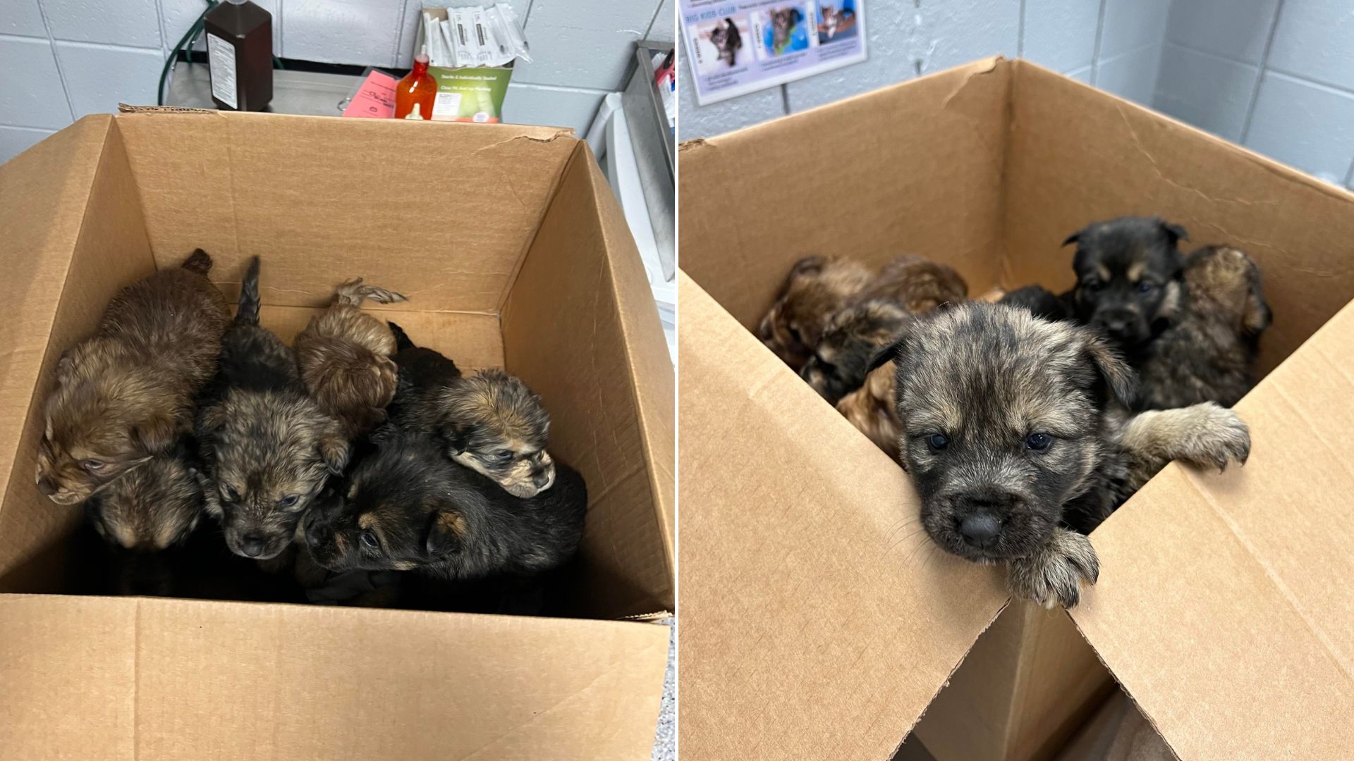 4-Weeks-Old Puppies Found Shivering Inside Of A Box After Their Family Cruelly Dumped Them