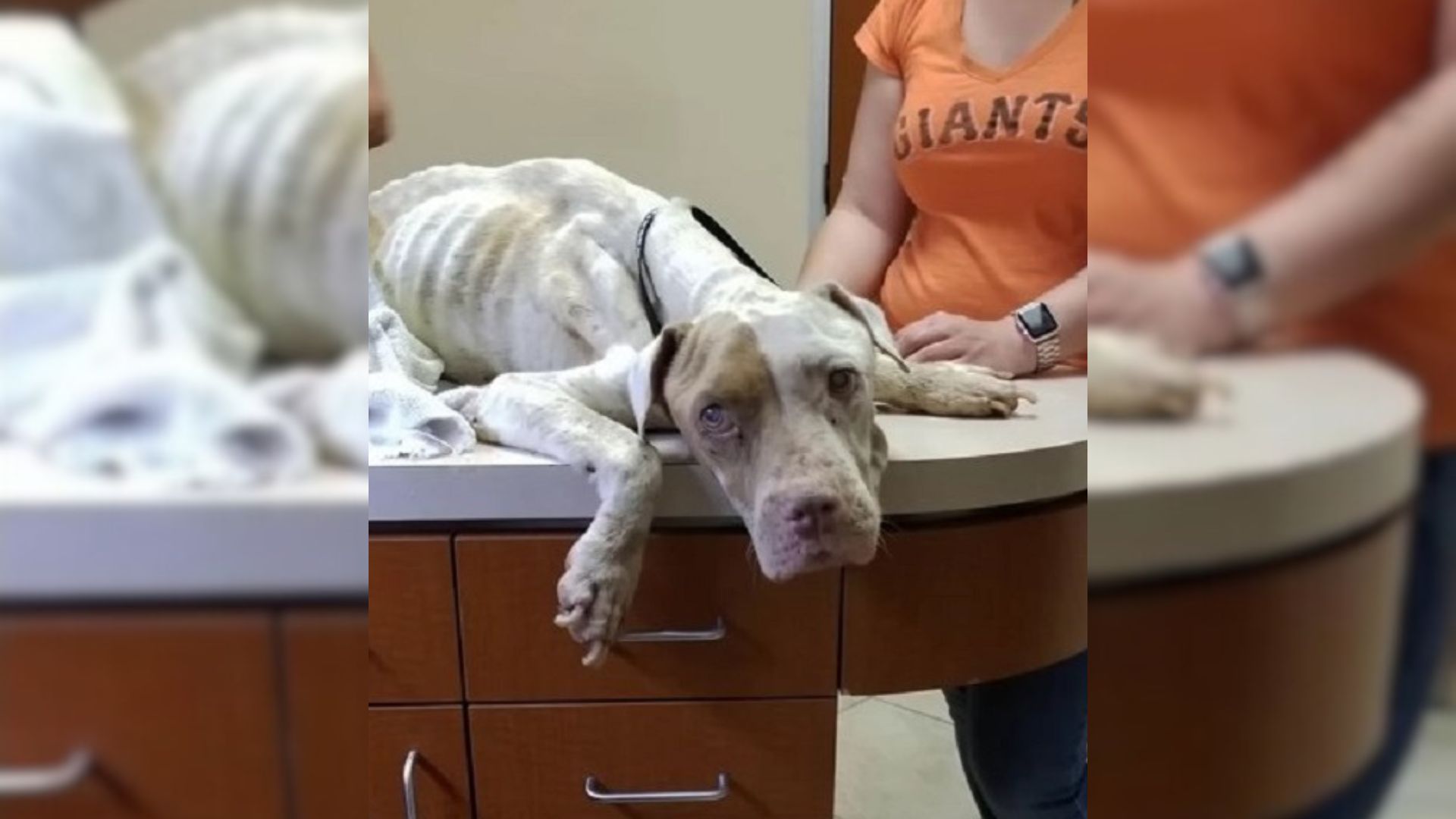 Scared, Malnourished Pup Living On The Street Completely Melted In Her Rescuer’s Embrace