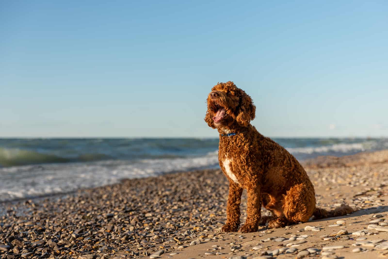 a labradoodle sits on a sandy beach