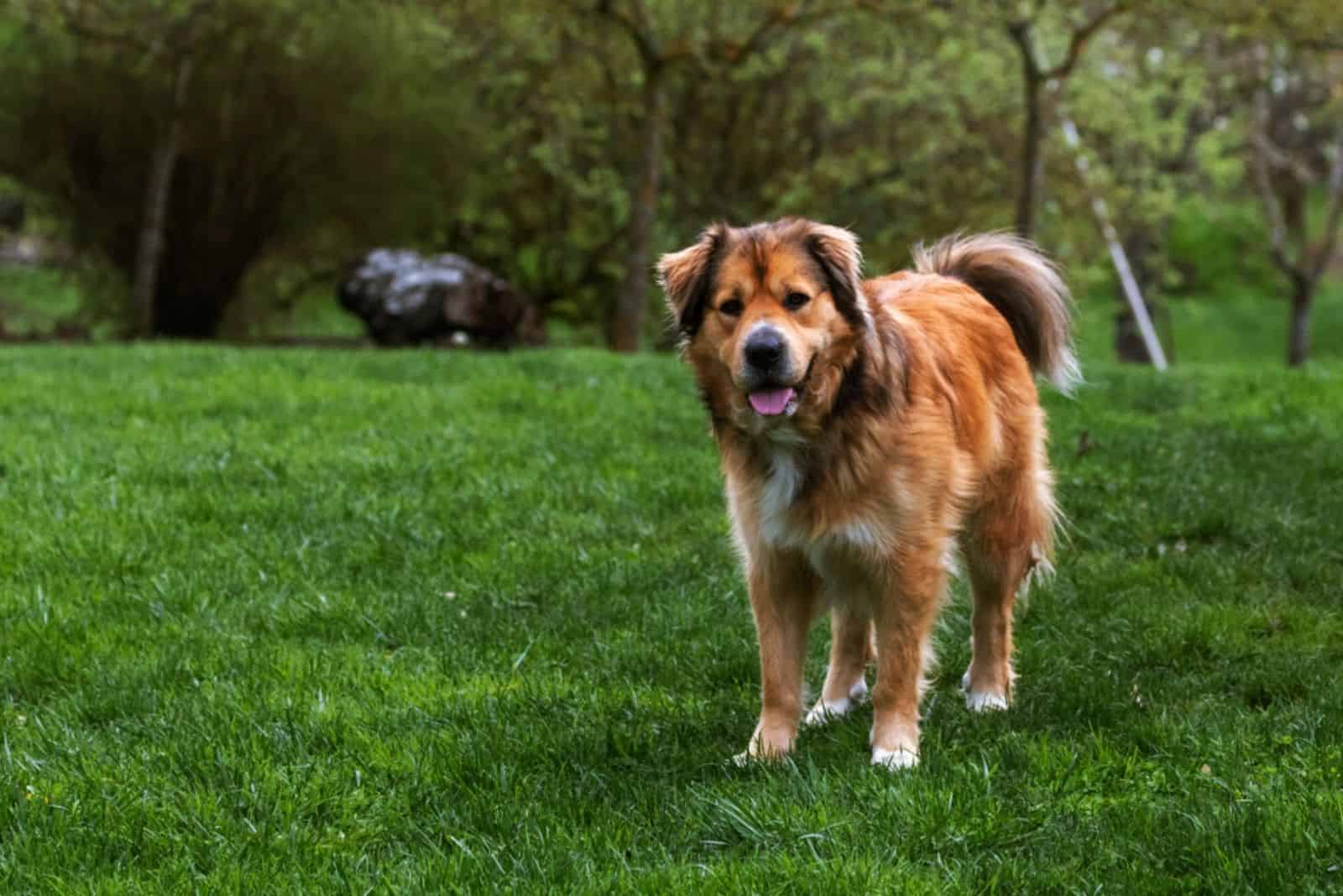 a large brown dog stands on the grass