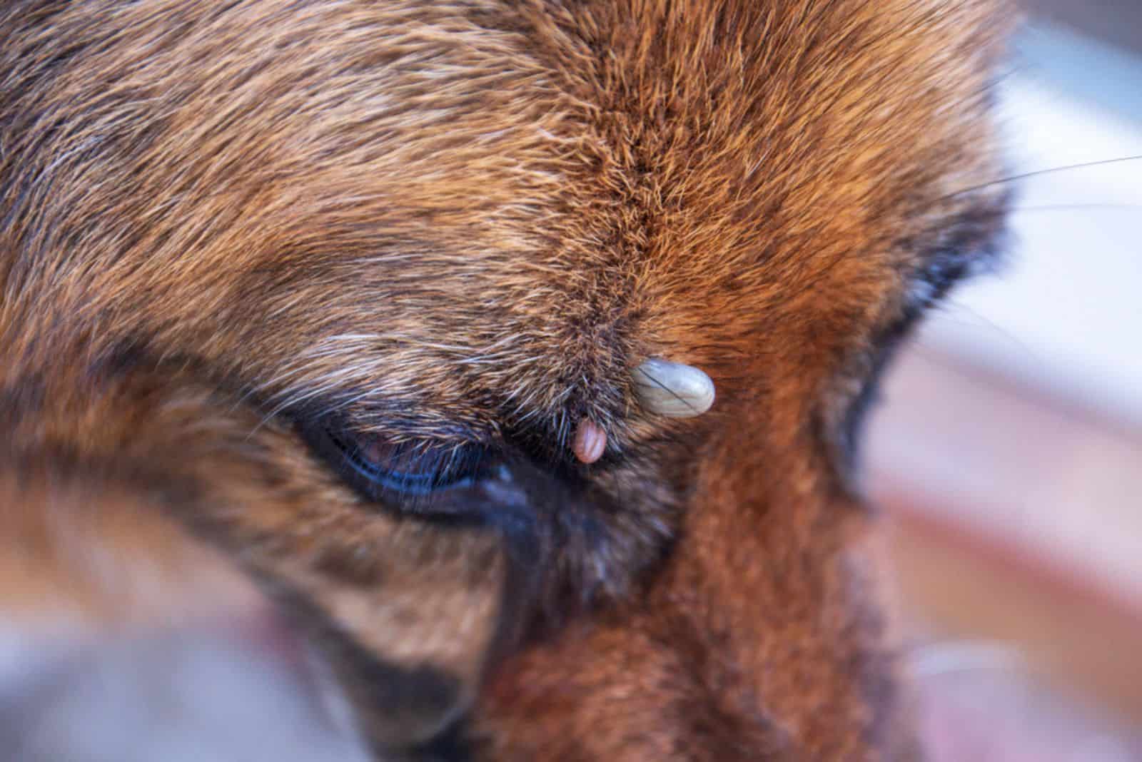 a large tick on a german shepherd near his eye