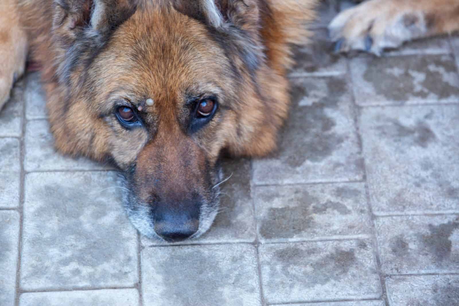 a large tick on german shepherd dog lying in the garden