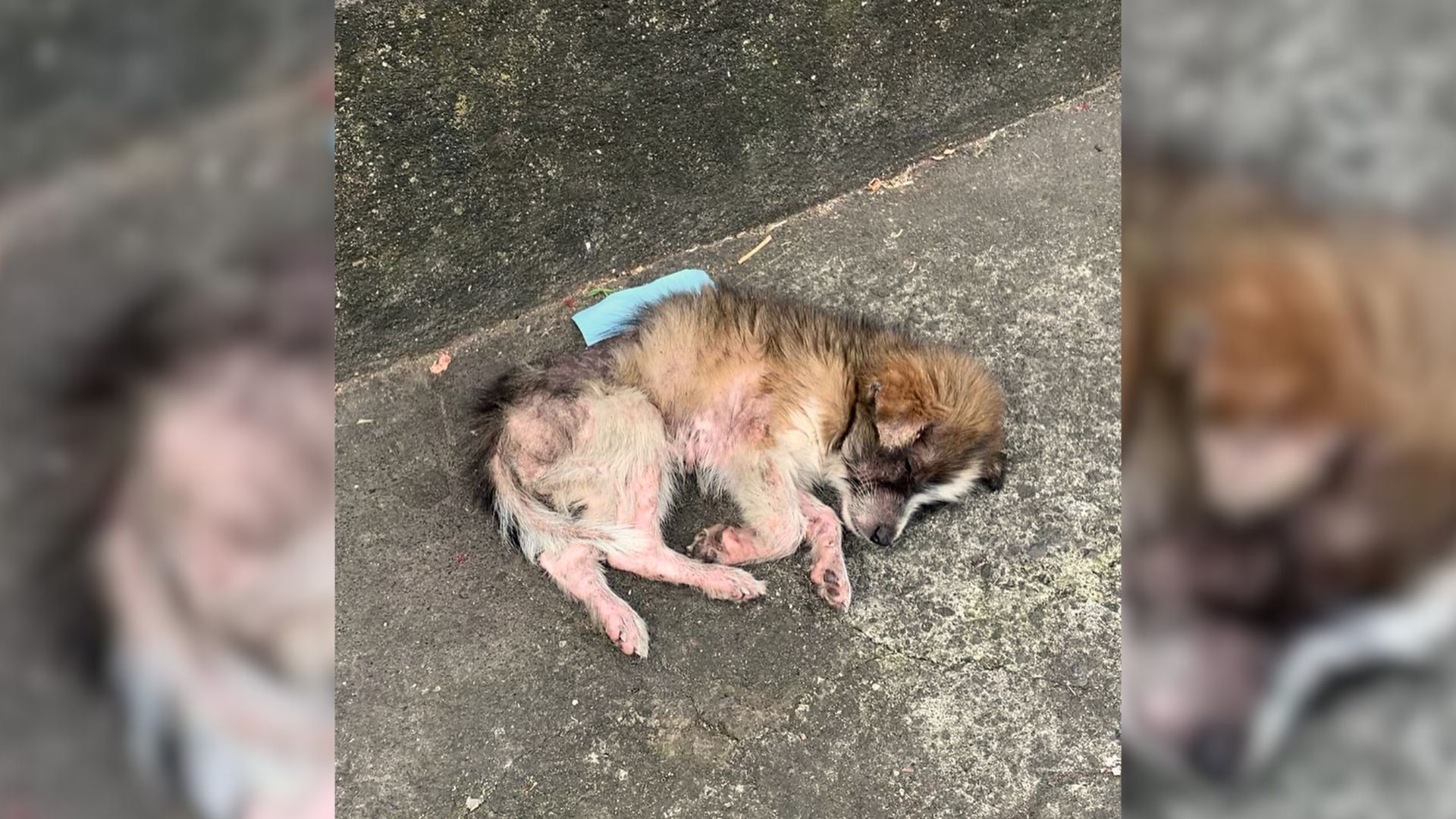 A Little Abandoned Puppy Who Was Lying On The Concrete Kept Crying, Wishing To Be With Her Mom