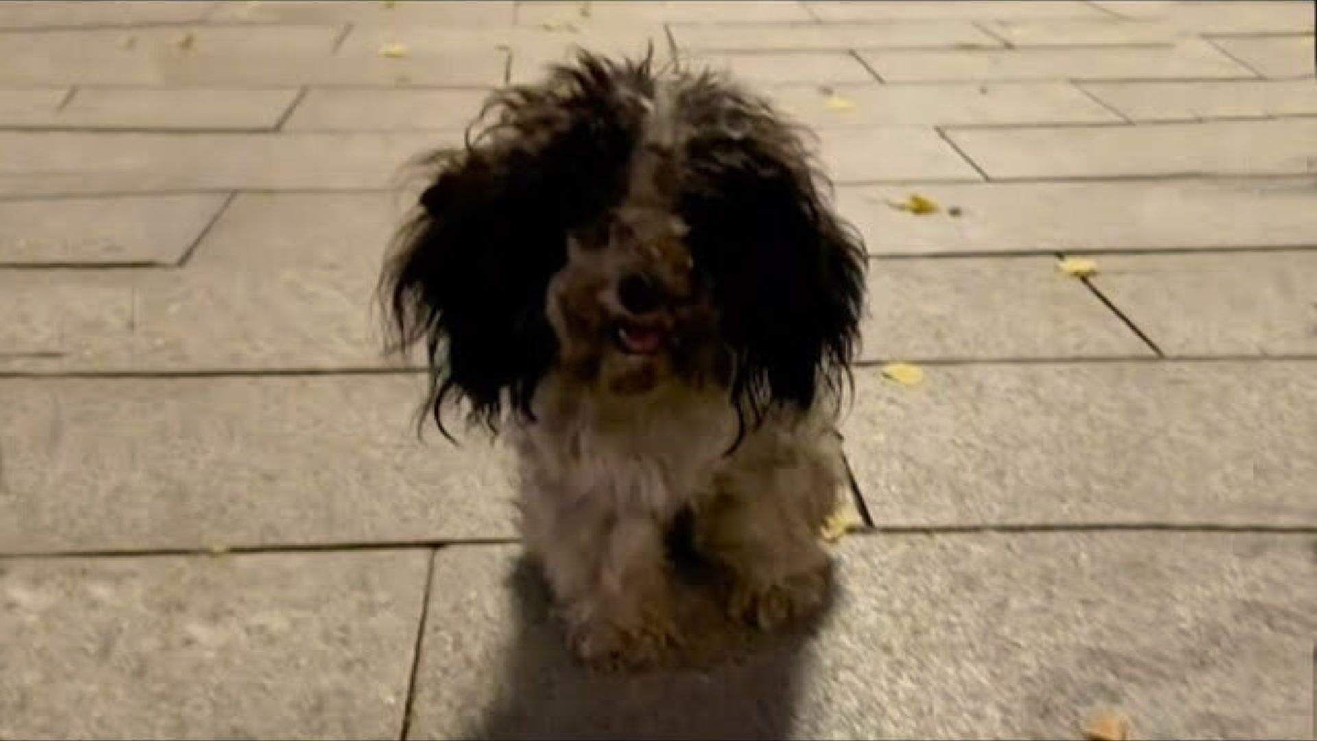 Pup Walked On The Street And Begged For Food Until Somebody Finally Decided To Help