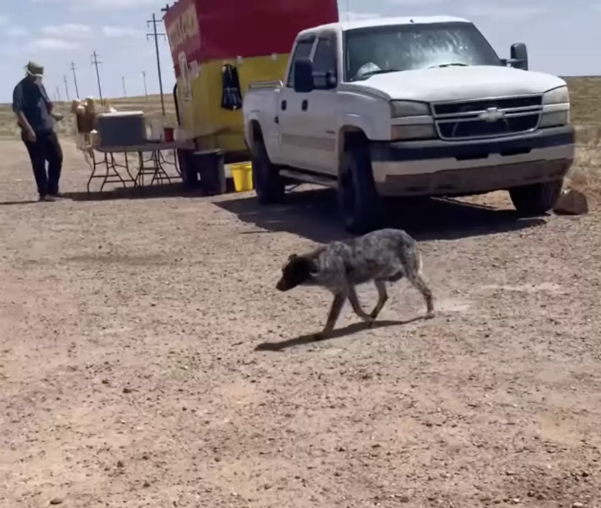 a lost dog walks on the road