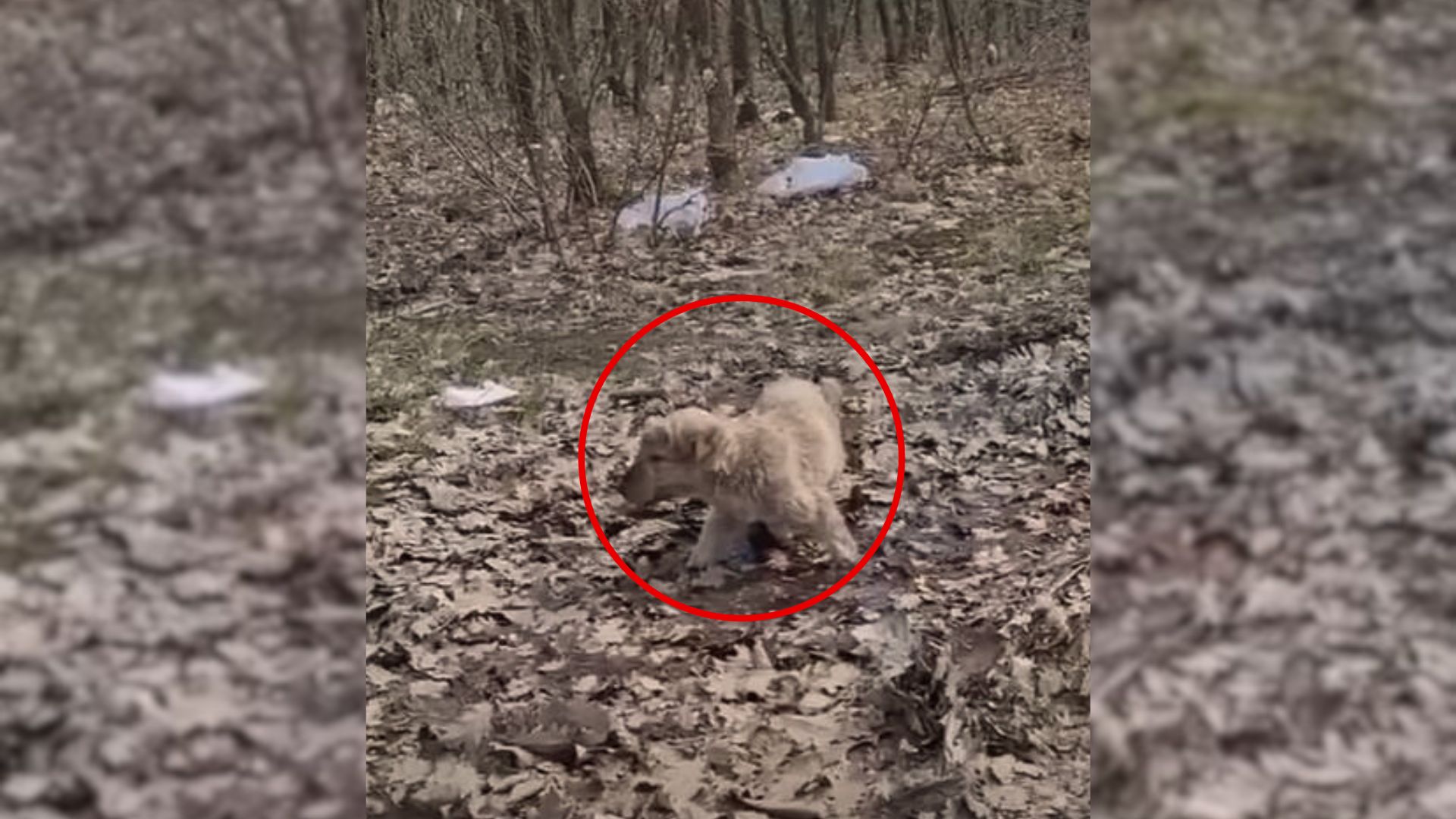 This Poor Dog Ate Nothing But Leaves To Survive, Hoping To Find Help Soon