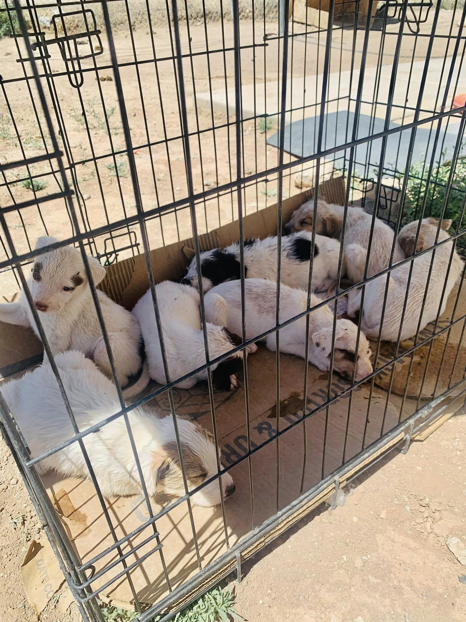 a lot of puppies in a crate