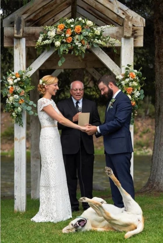 a loving couple at a wedding while a dog laughs