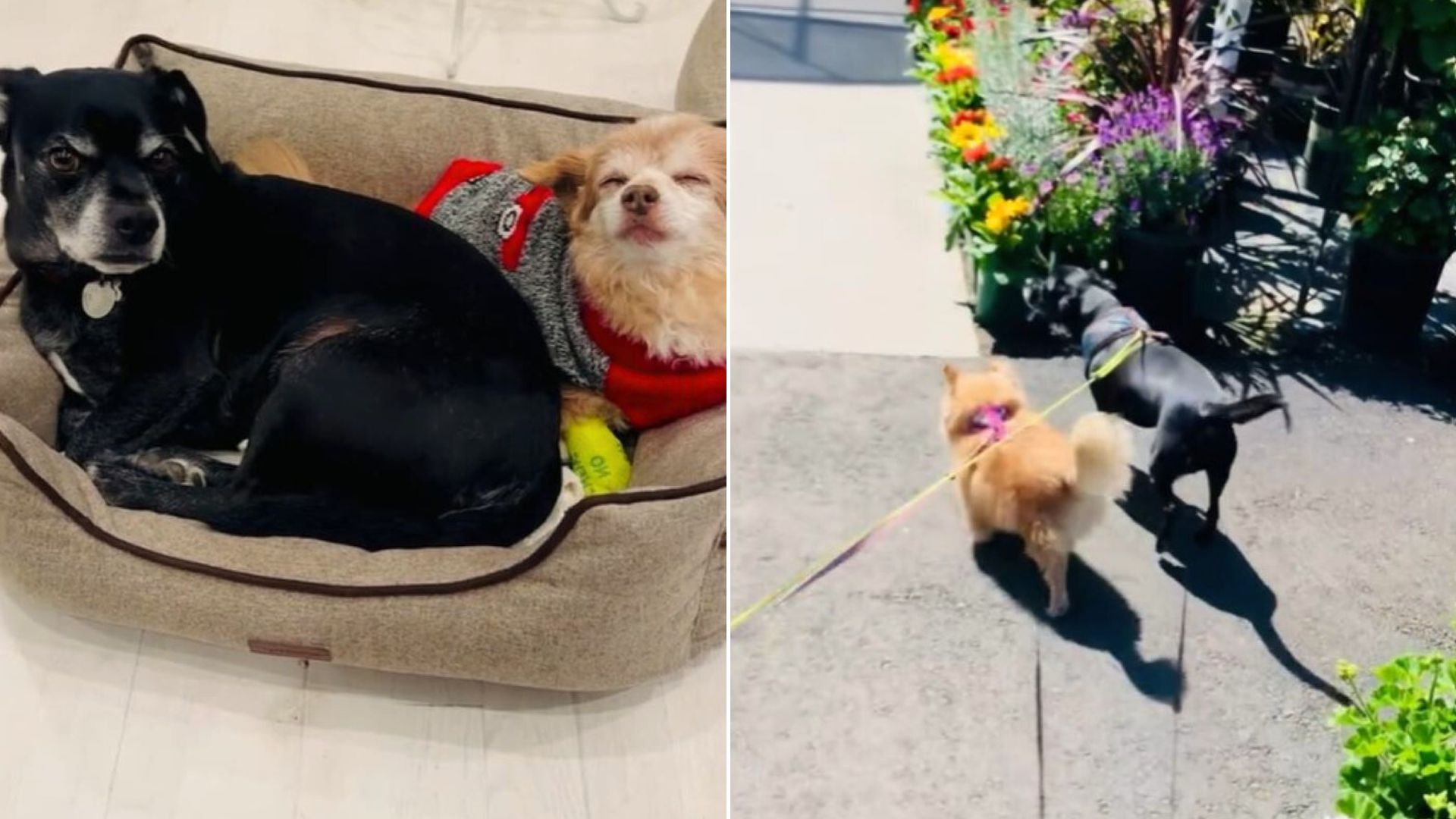 Sweet Dog Senses His Best Friend Is Sick So He Did Something Very Heartwarming To Say Goodbye 