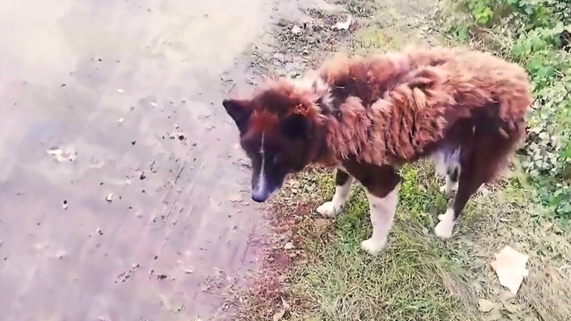 A Loyal Pup Dumped On A Road Kept Waiting For Her Owner With Eyes Filled With Longing