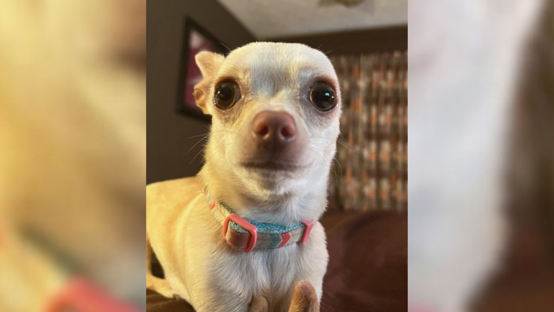 Man Adopted ‘Unwanted’ Pup With No Arms Determined To Give Her The Best Life Ever