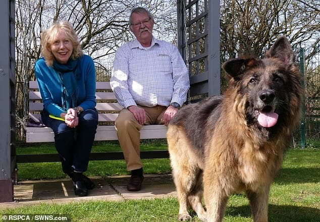 a man and a woman are sitting on a bench and looking at a German shepherd