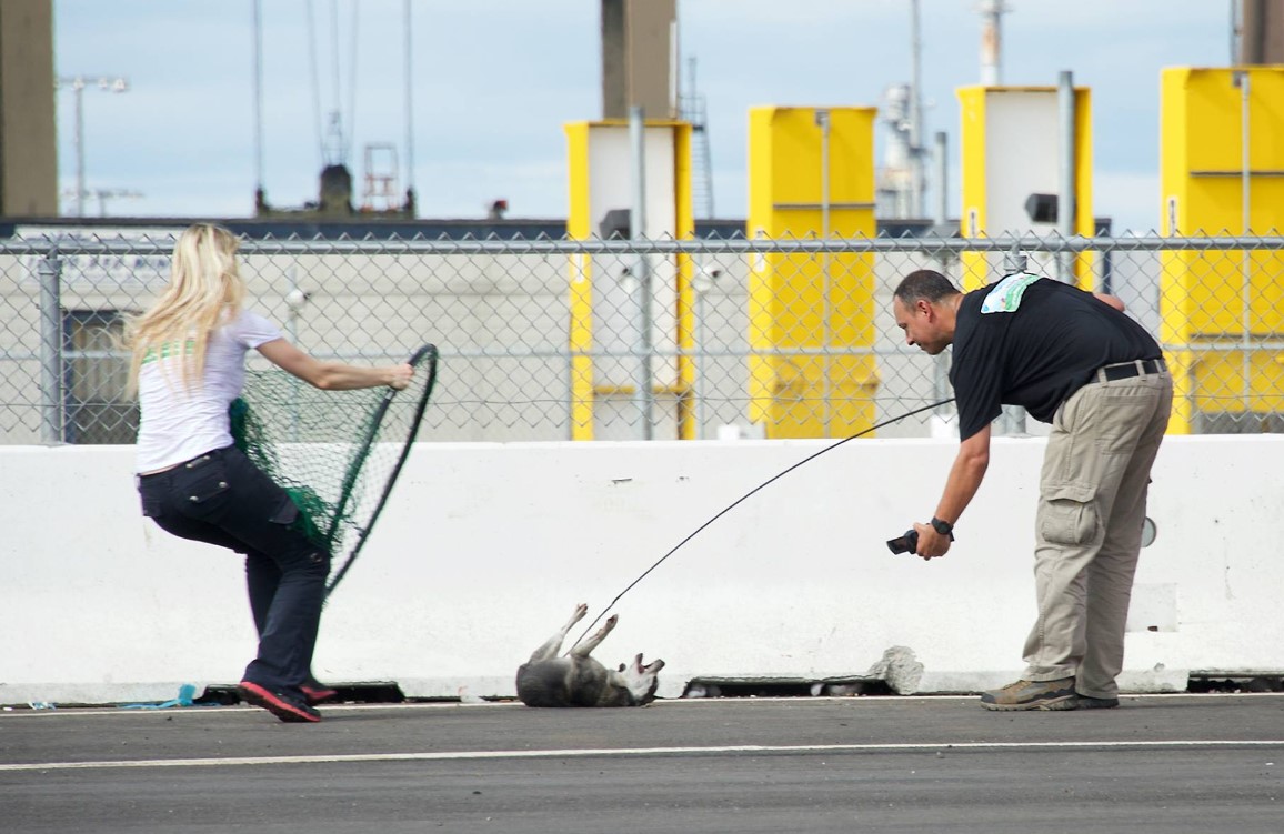 a man and a woman are trying to catch a stray dog