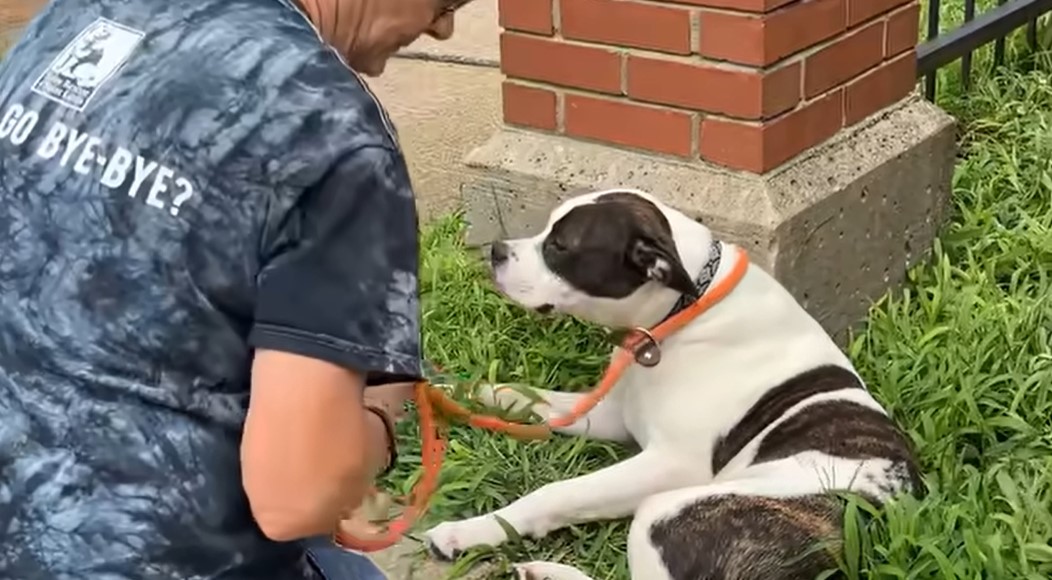 a man approached an abandoned dog