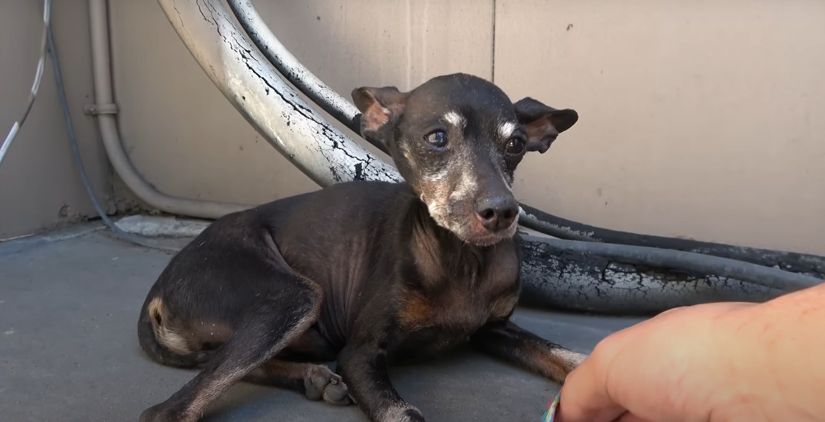 a man approaches a frightened dog