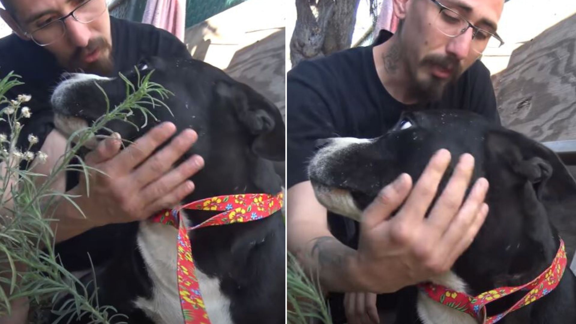 Man Rejoices When He Realizes That He Saved A Dog’s Life Instead Of Betraying Him