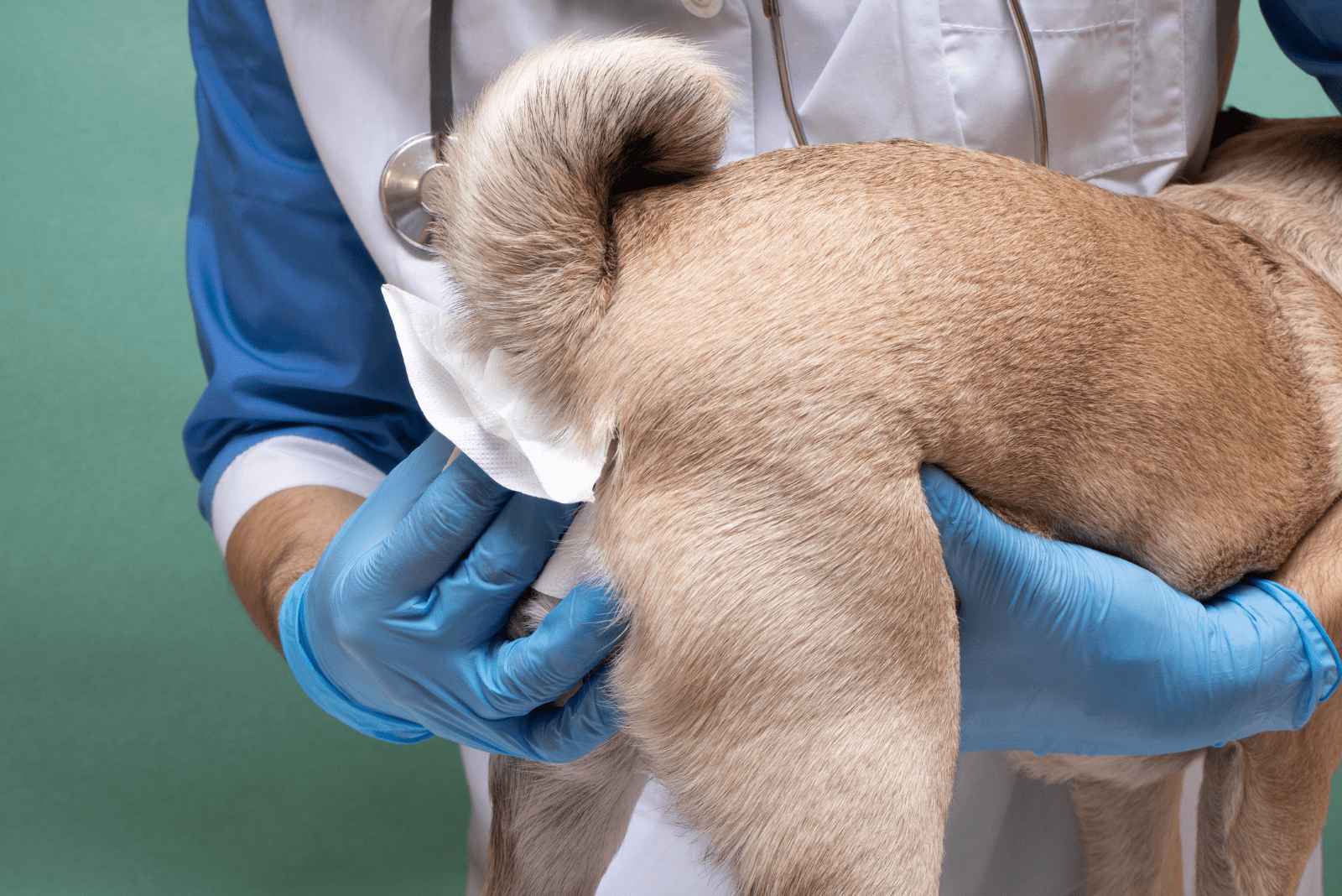 a man cleans a dog's anal sacs