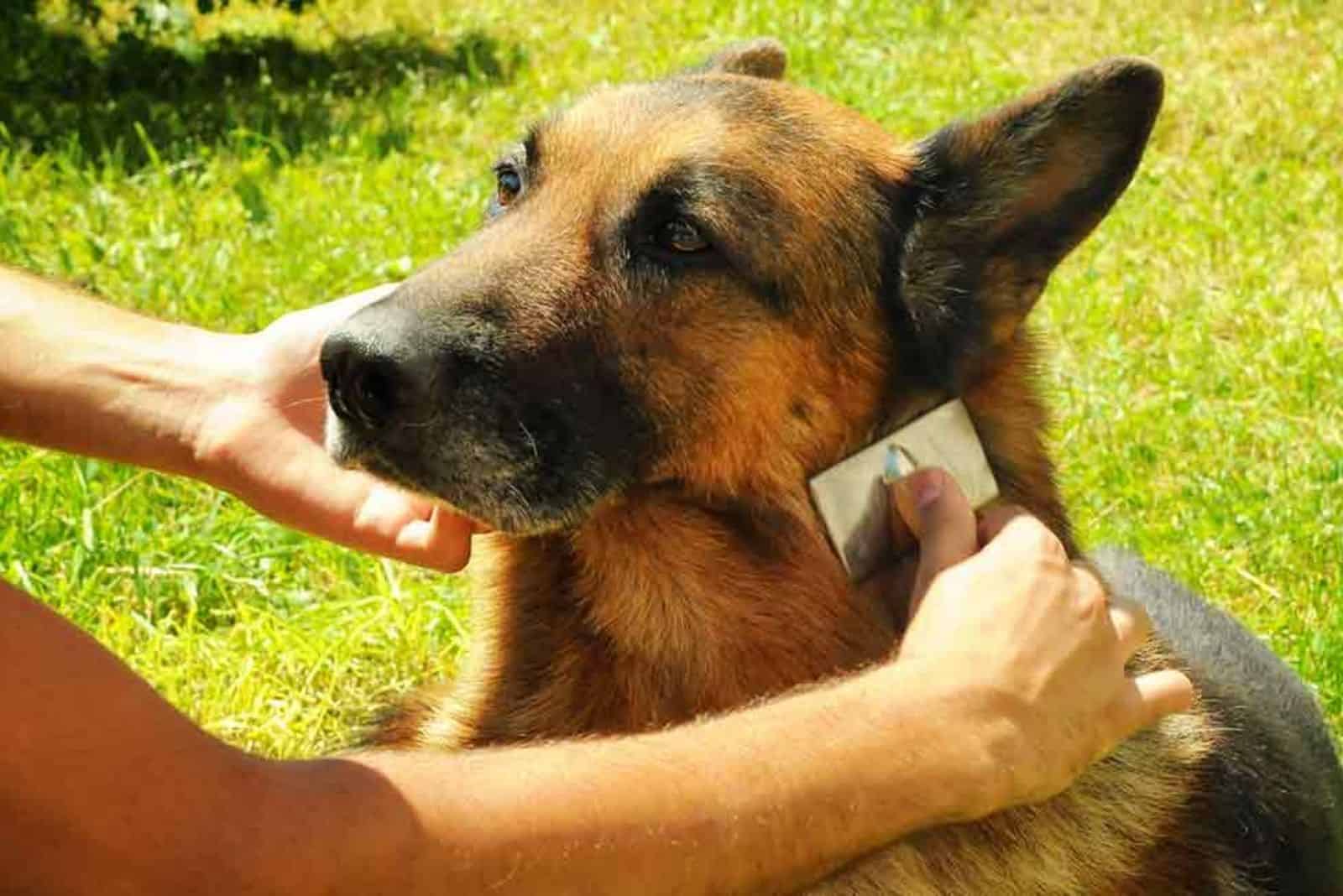 a man combing a German Shepherd