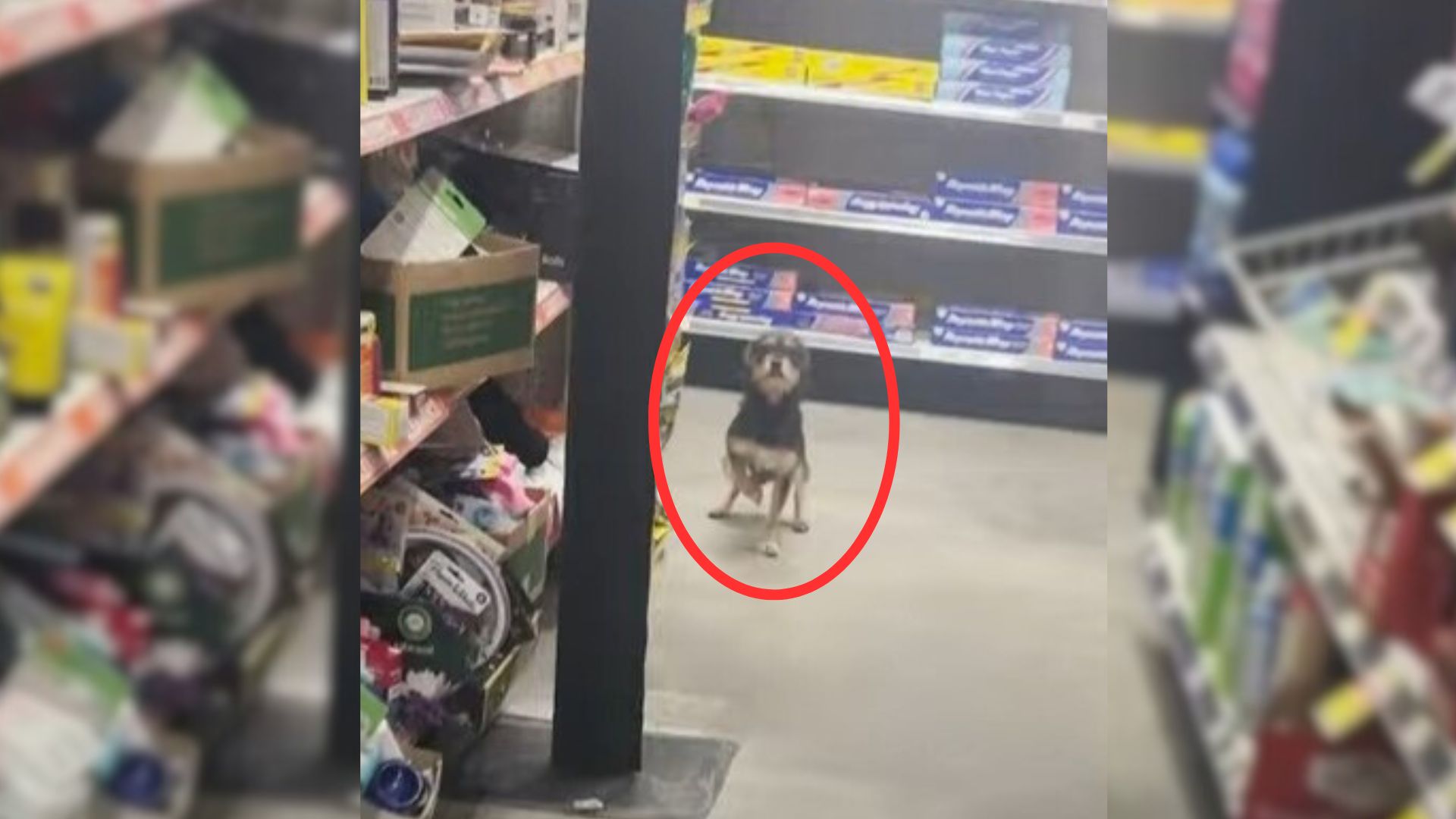 Man Shocked To Discover A Homeless Pup Jumping Around The Store With Joy