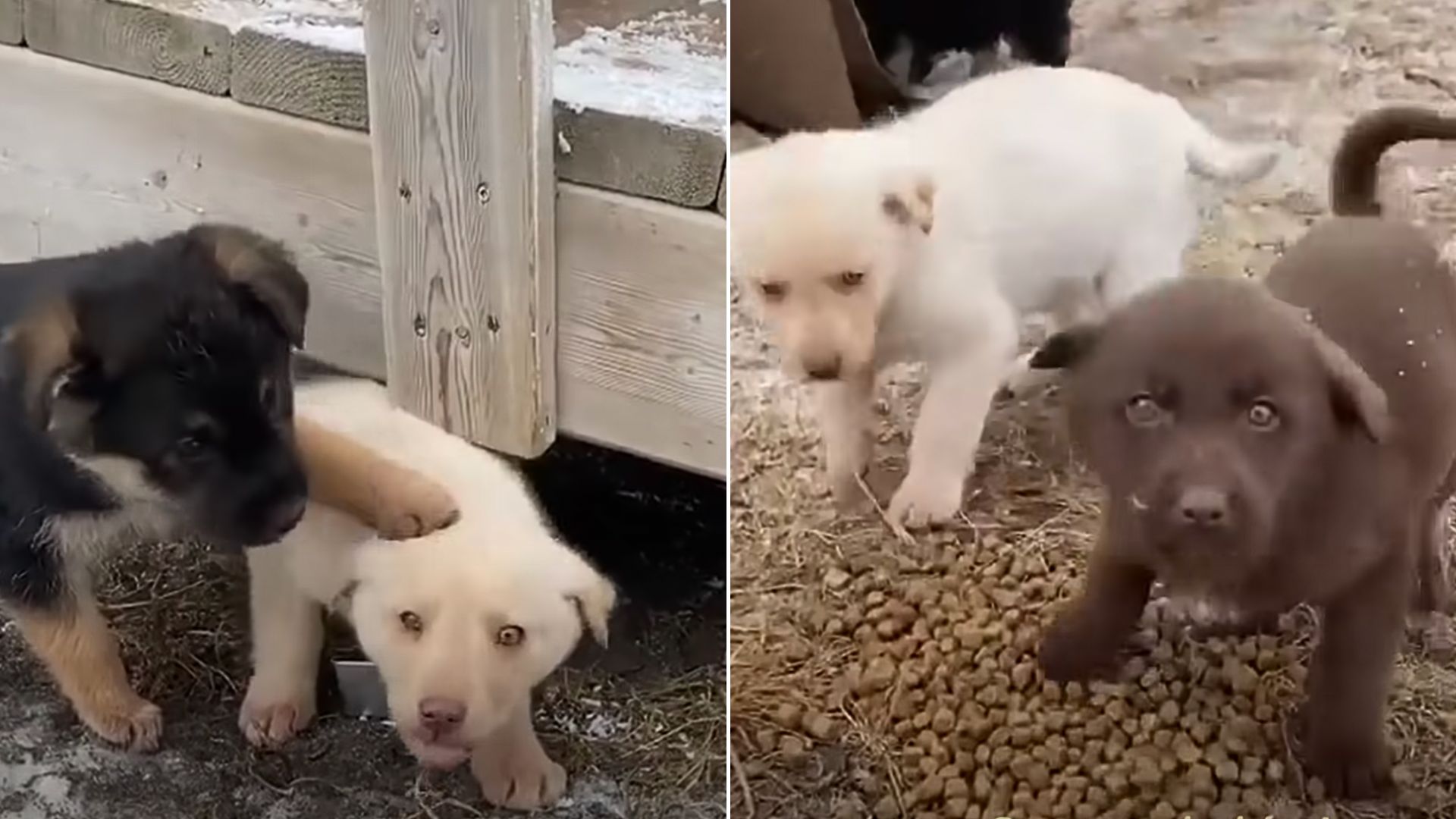 These Puppies Lived In A Couch To Stay Warm But Then Everything Changed One Day