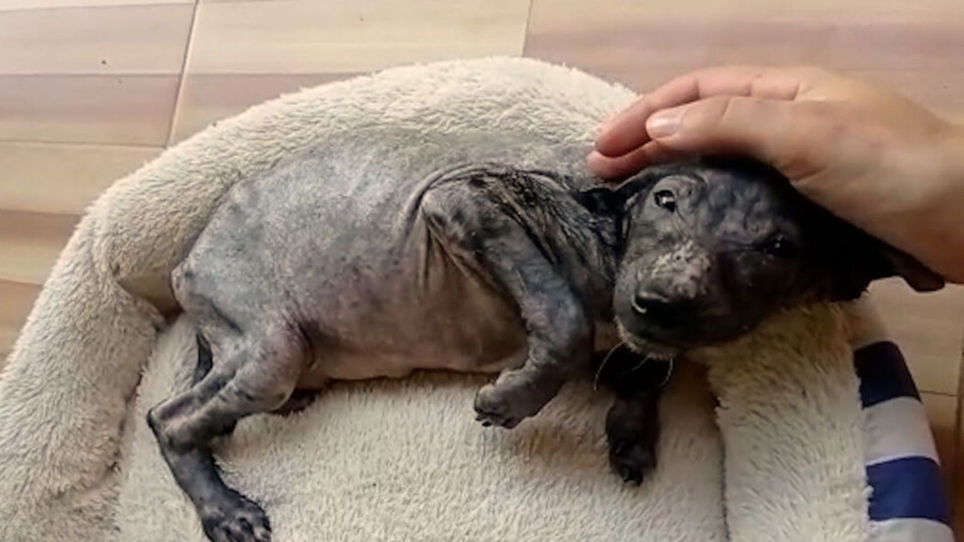 Puppy Couldn’t Stop Shaking From Fear After He Was Cruelly Thrown In The Trash