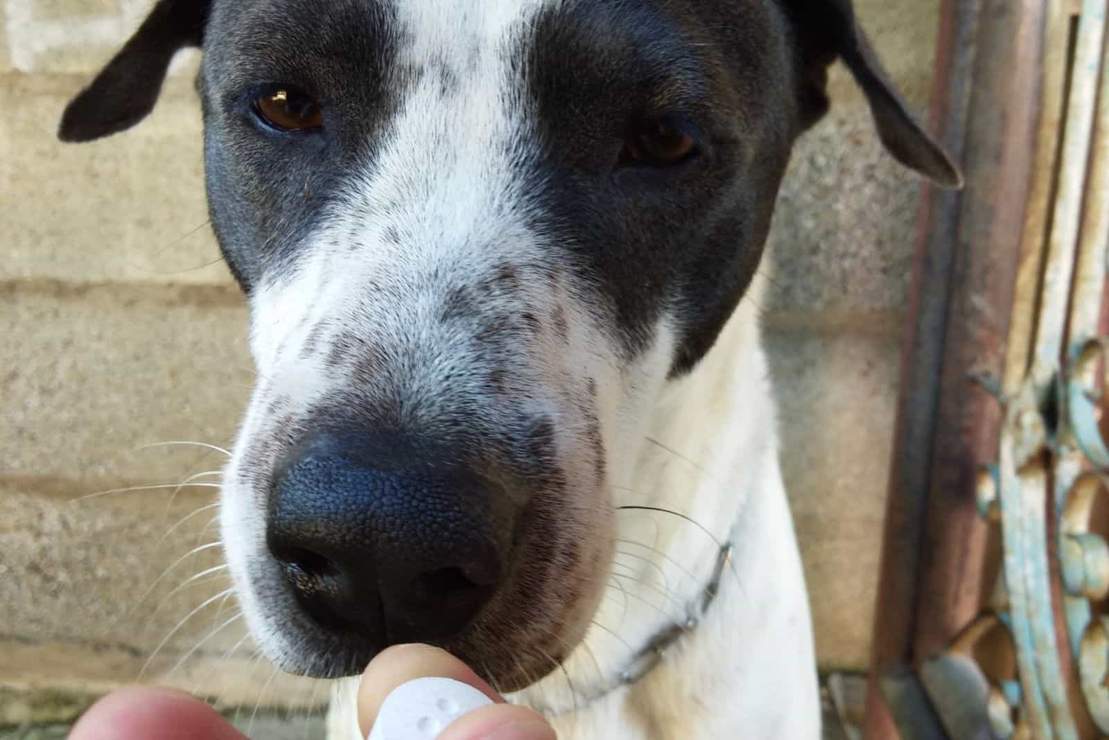 a man gives a dog a probiotic