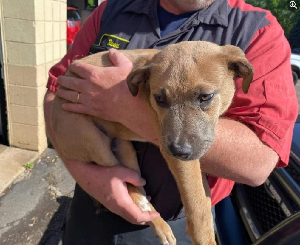 a man holds a rescued puppy in his arms