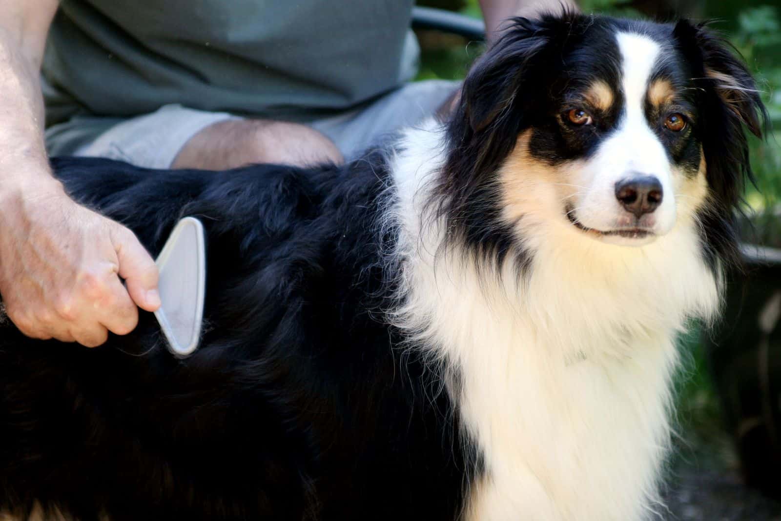 a man is brushing an Australian Shepherd dog