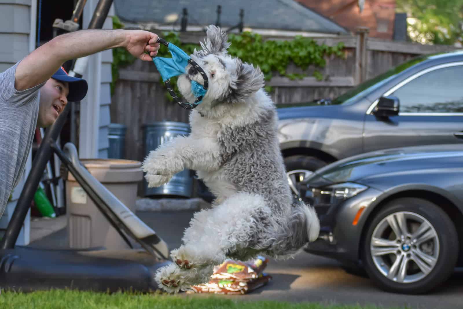 a man is playing with a mini sheepadoodle