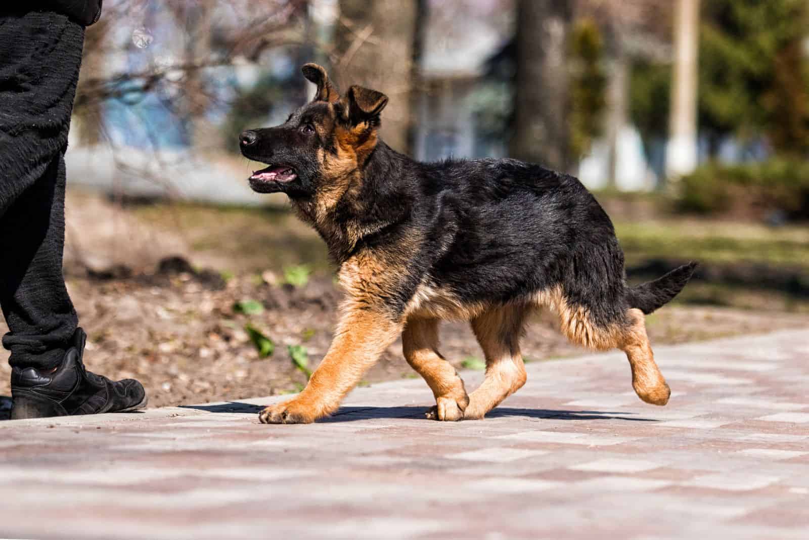 a man is training a German Shepherd puppy