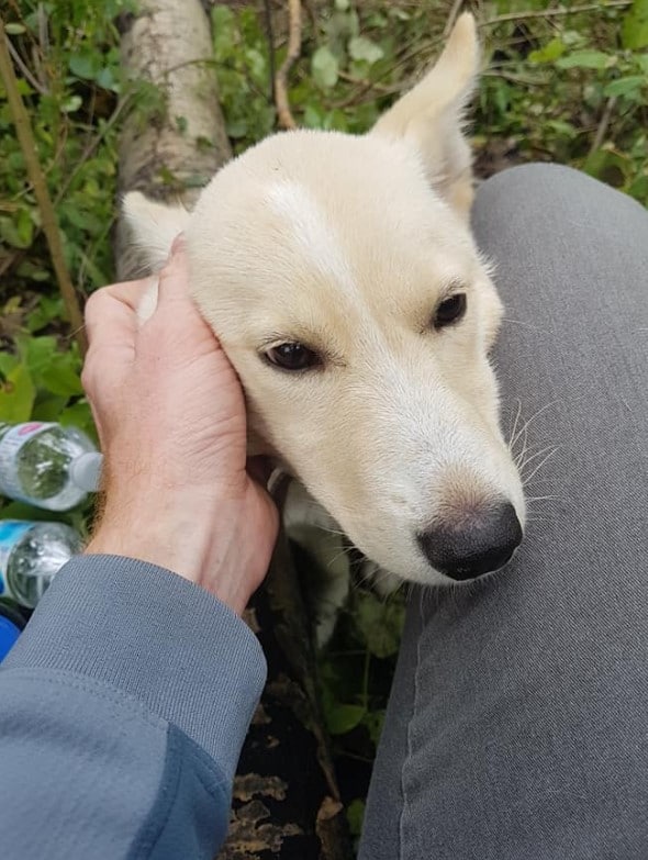 a man pets a rescued dog in the forest